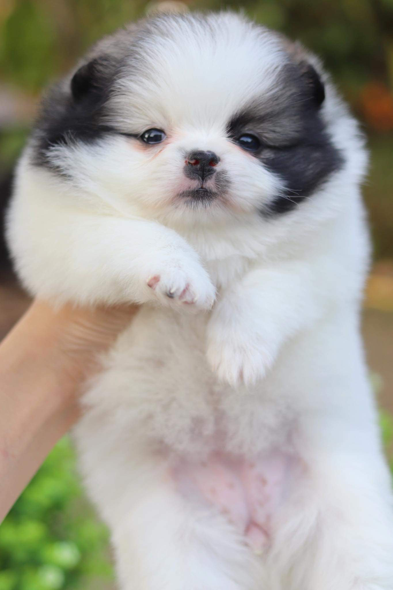 ปอมเมอเรเนียน เพศเมีย