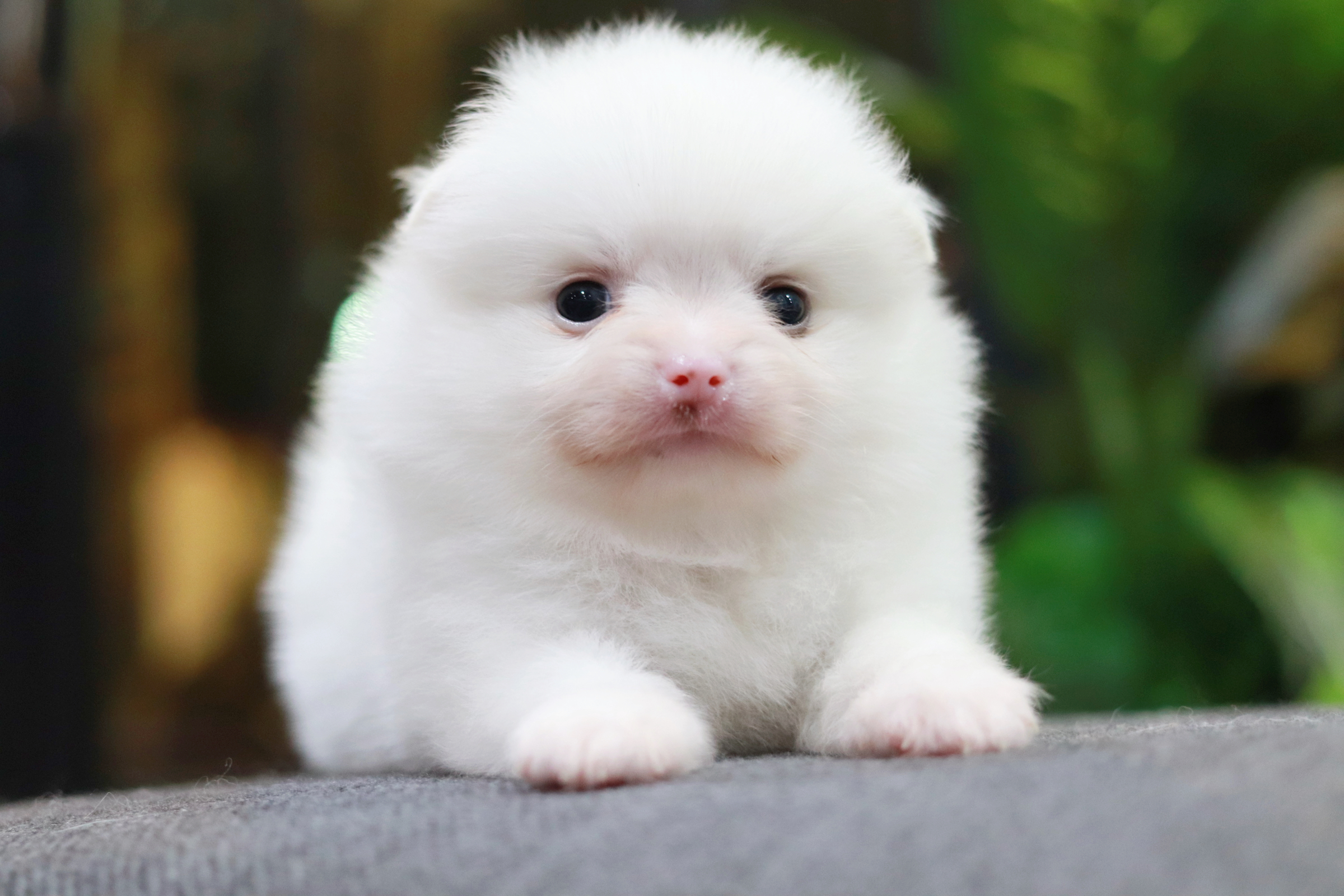 ปอมเมอเรเนียน เพศผู้