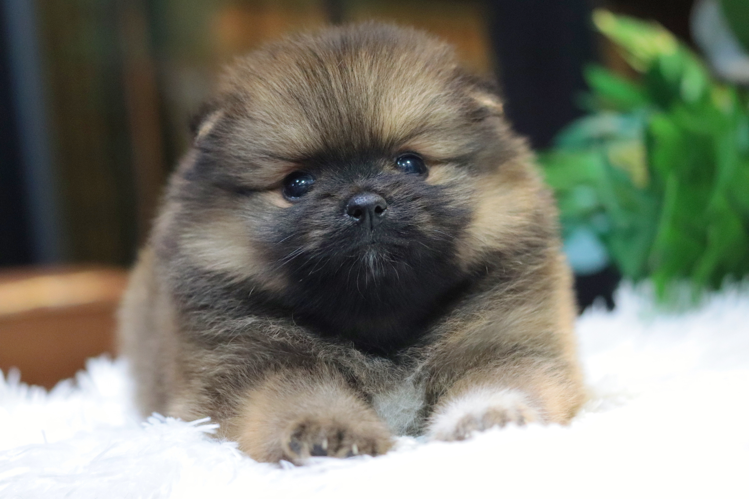 ปอมเมอเรเนียน เพศผู้สีส้ม ขนแน่น