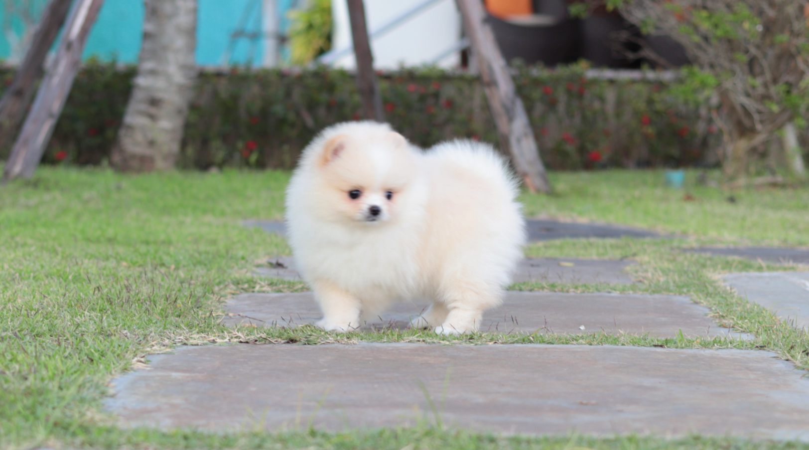 ปอมเมอเรเนียน เพศเมียขาวครีม