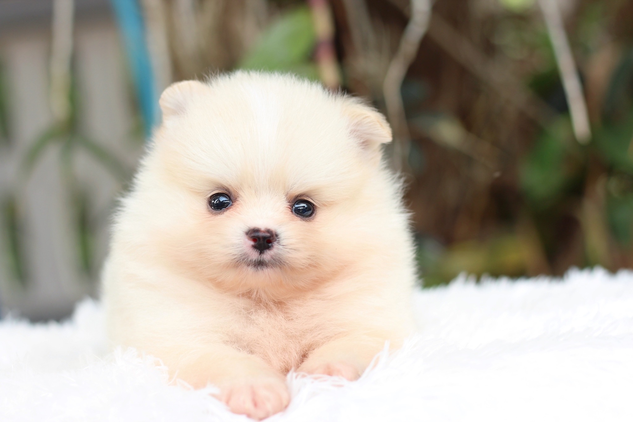 ปอมเมอเรเนียน เพศผู้ สีขาวครีม เกรดเลี้ยงเล่น