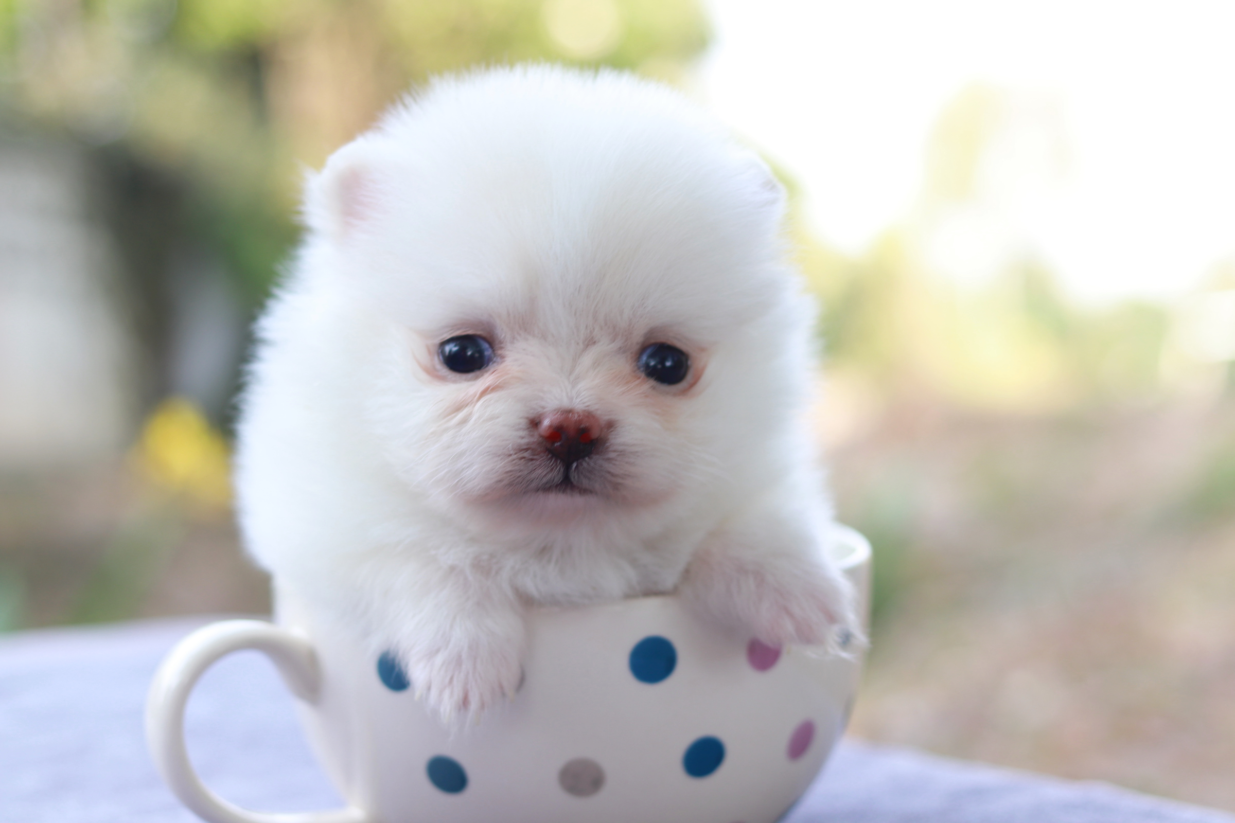 ปอมเมอเรเนียน เพศเมียทีคัพ