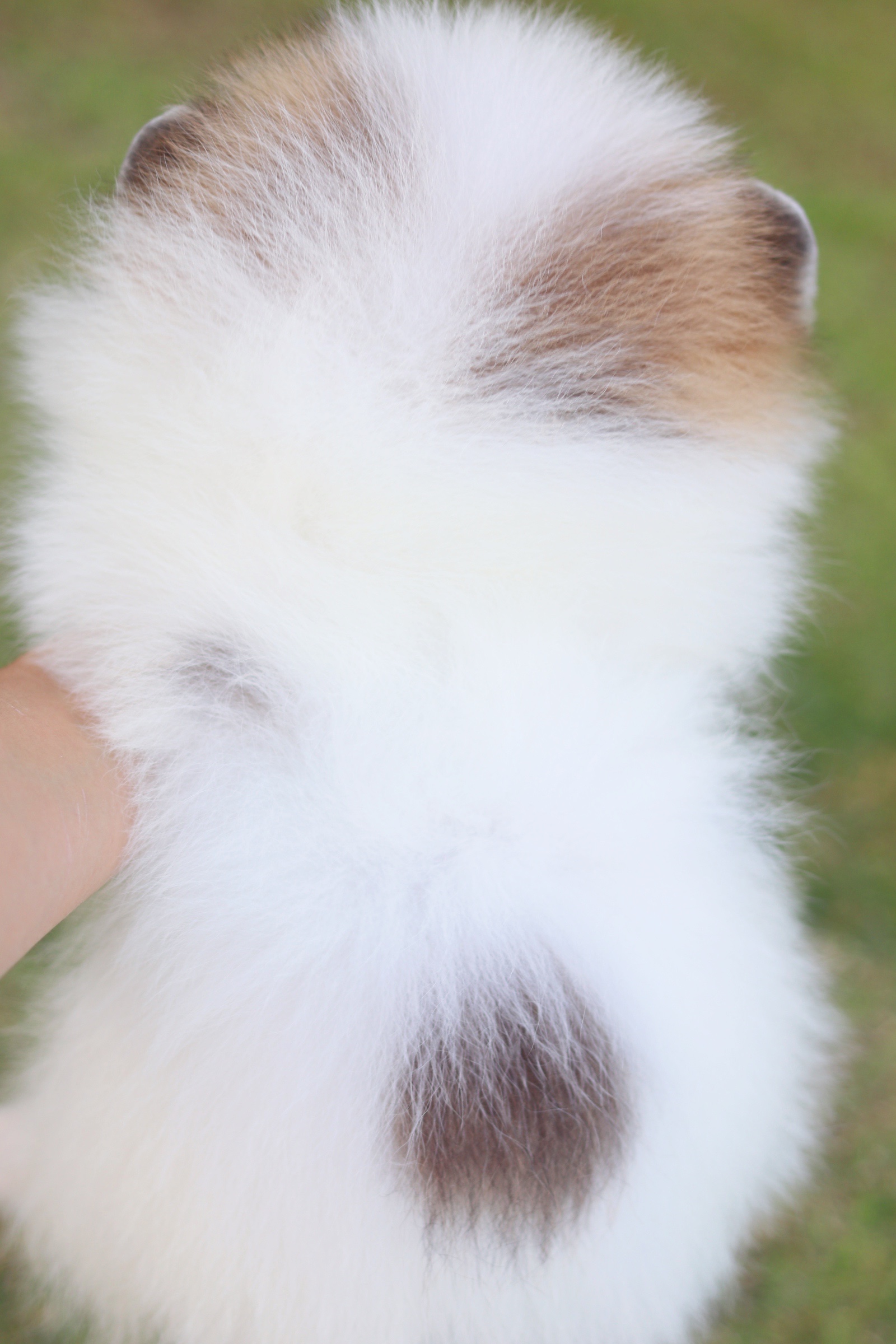 ปอมเมอเรเนียน เพศผู้ สีแฟนซี