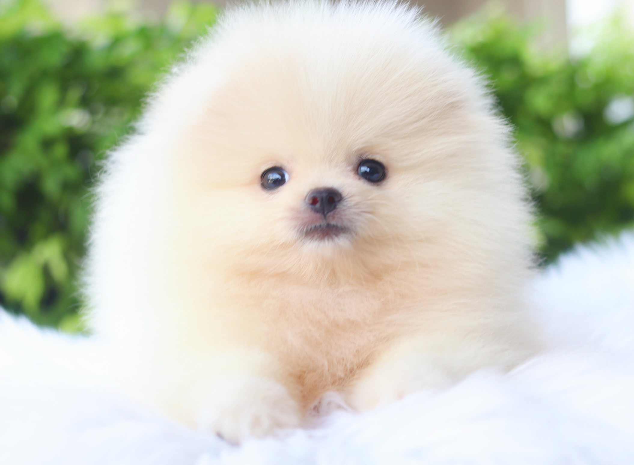 ปอมเมอเรเนียน เพศผู้สีครีม