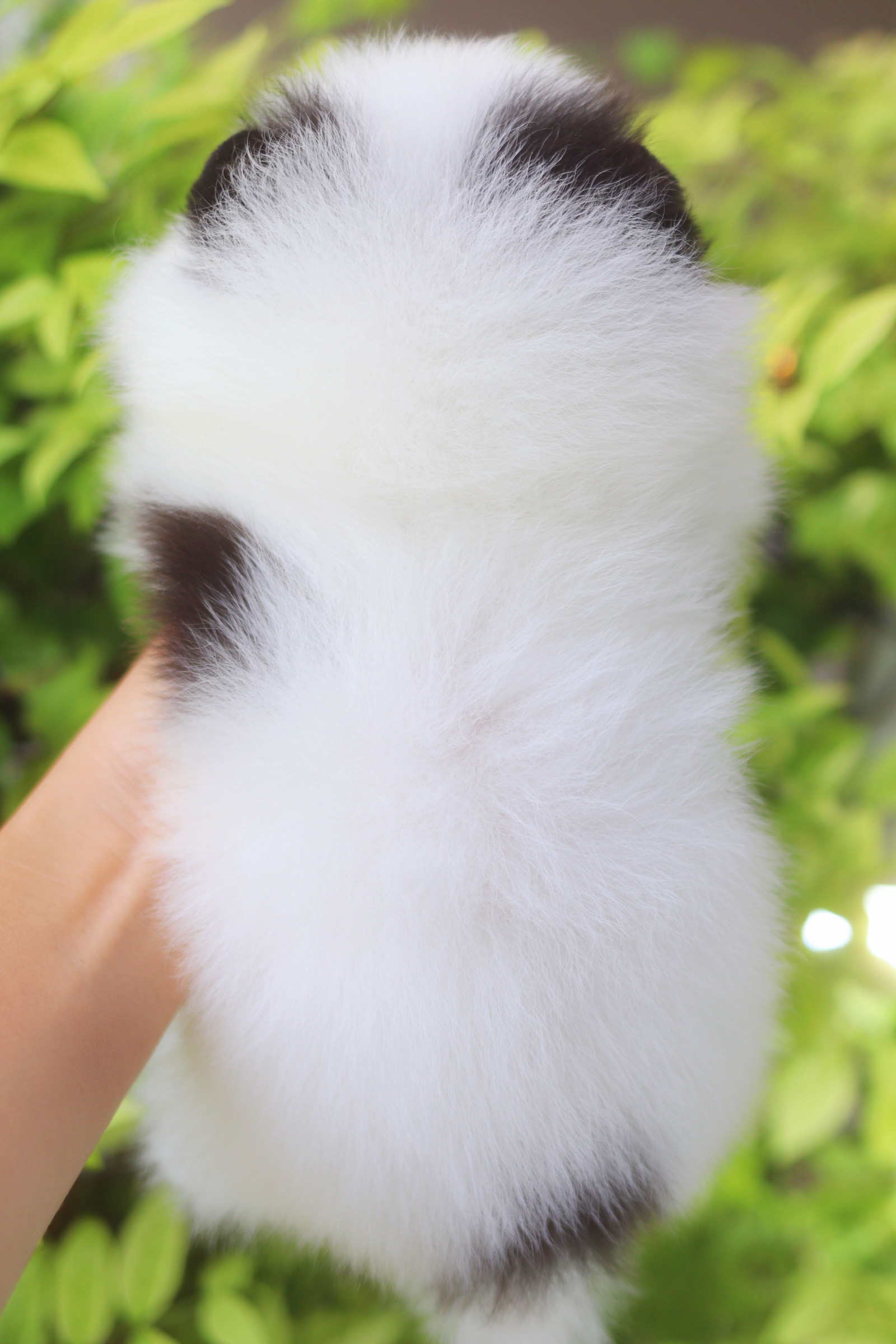 ปอมเมอเรเนียน เพศเมียสีแฟนซีแพนด้าเกรดโชว์