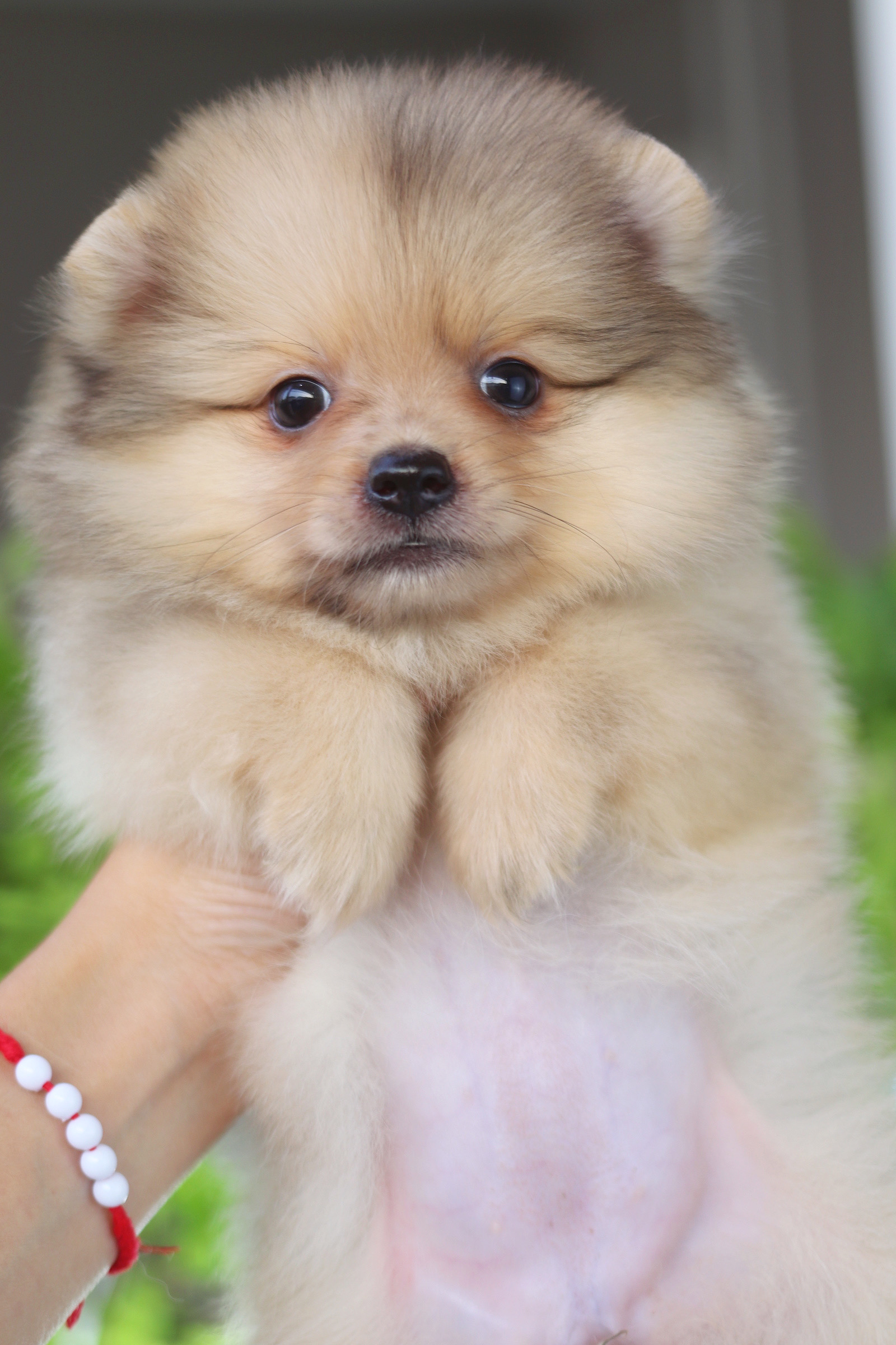 ปอมเมอเรเนียน เพศเมียสีส้ม