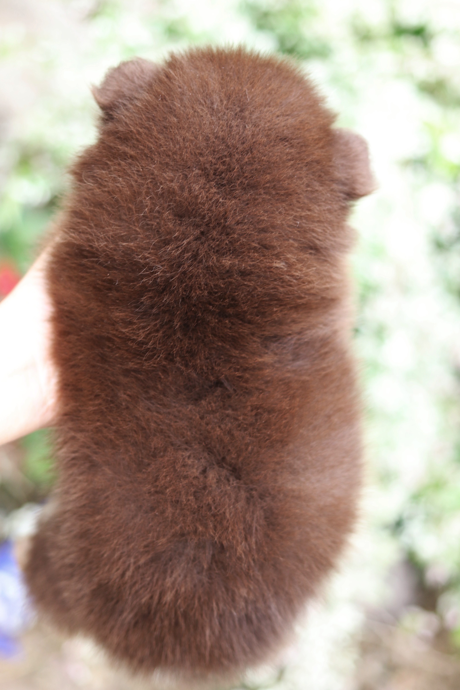 ปอมเมอเรเนียน เพศผู้ สีช็อคแทน