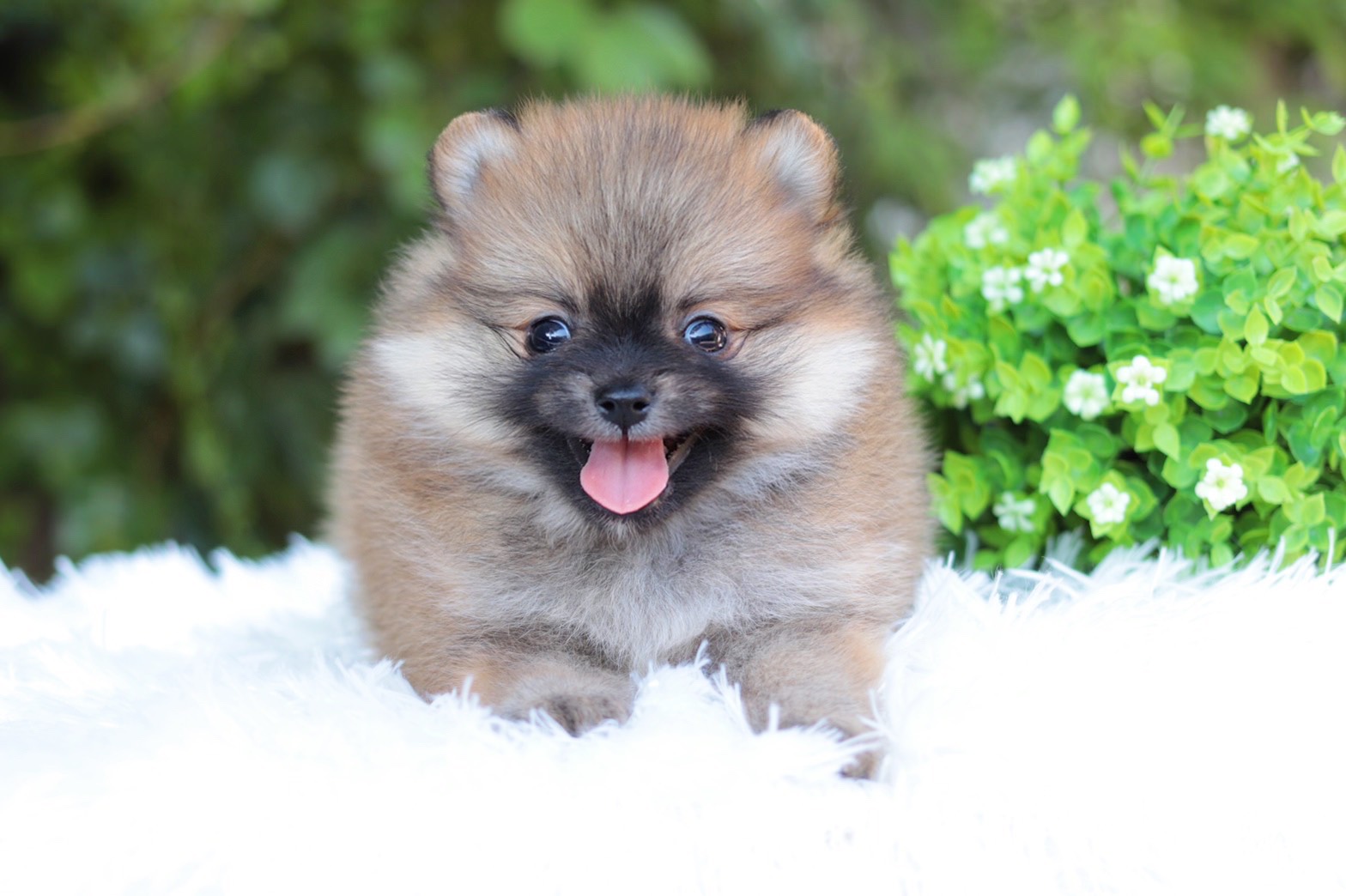 ปอมเมอเรเนียน เพศผู้สีส้ม