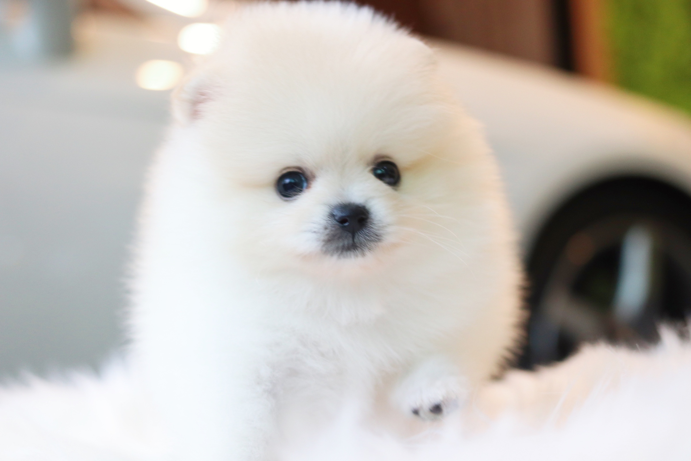 ปอมเมอเรเนียน เพศผู้ สีขาวครีม