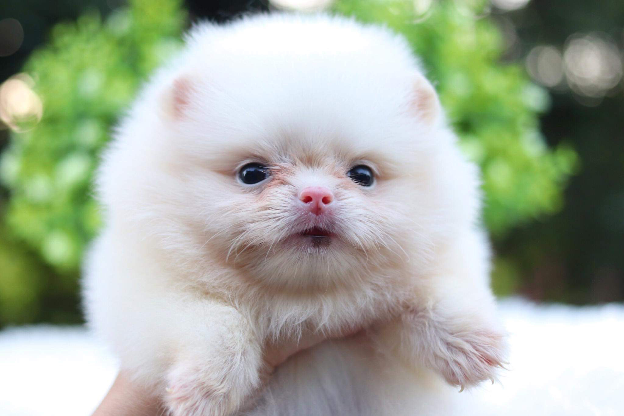 ปอมเมอเรเนียน เพศเมีย