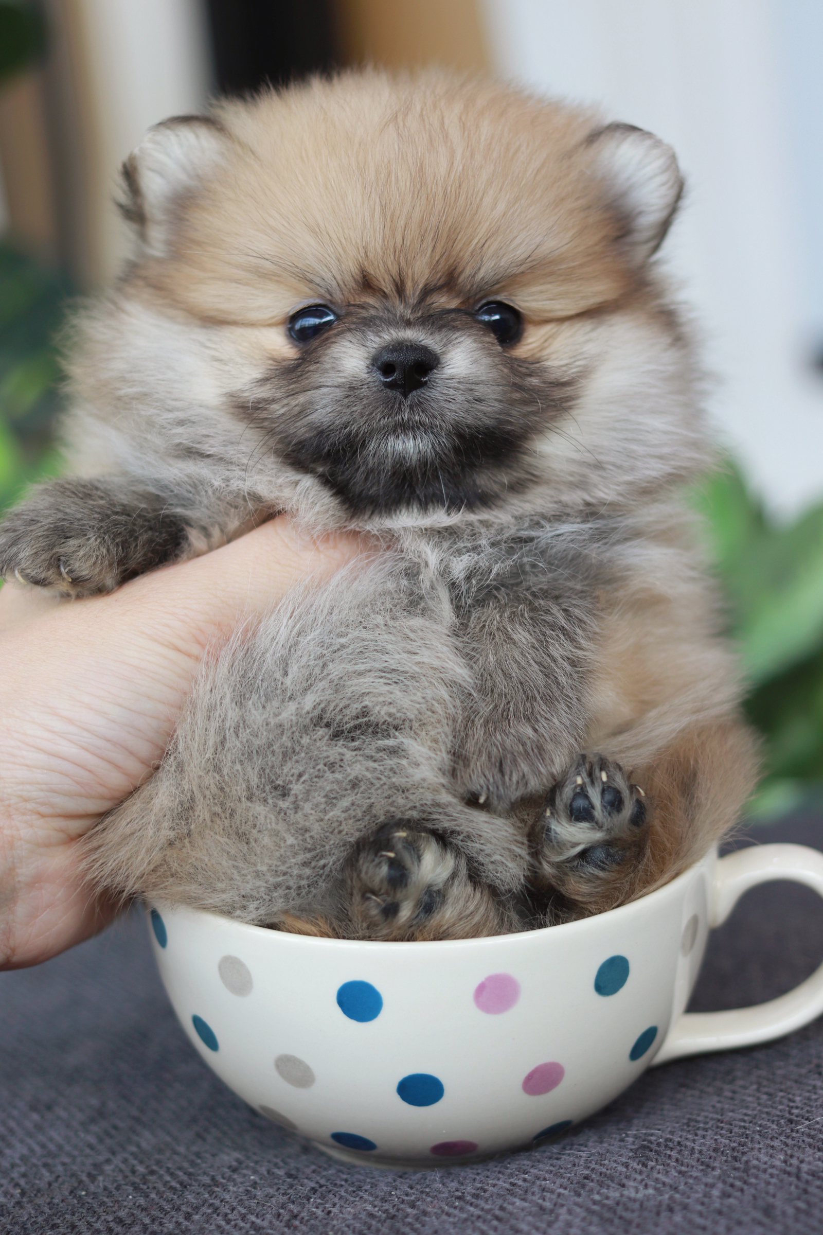 ปอมเมอเรเนียน เพศเมีย