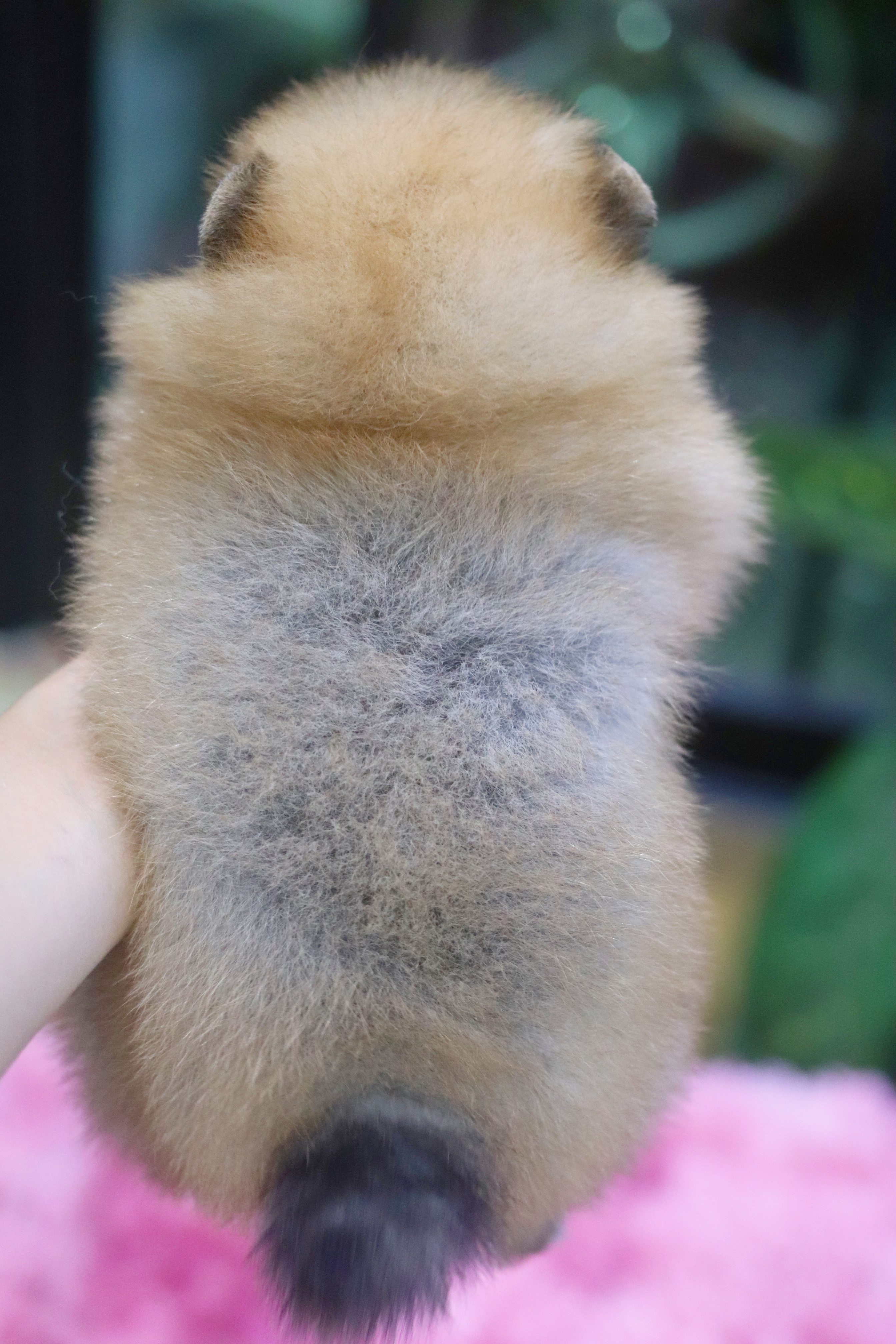 ปอมเมอเรเนียน เพศเมียสีส้ม