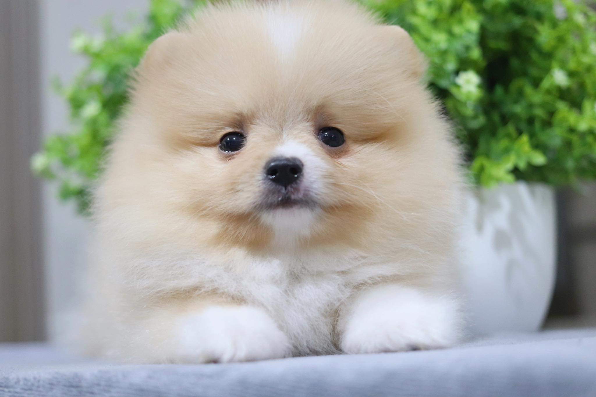 ปอมเมอเรเนียน เพศผู้