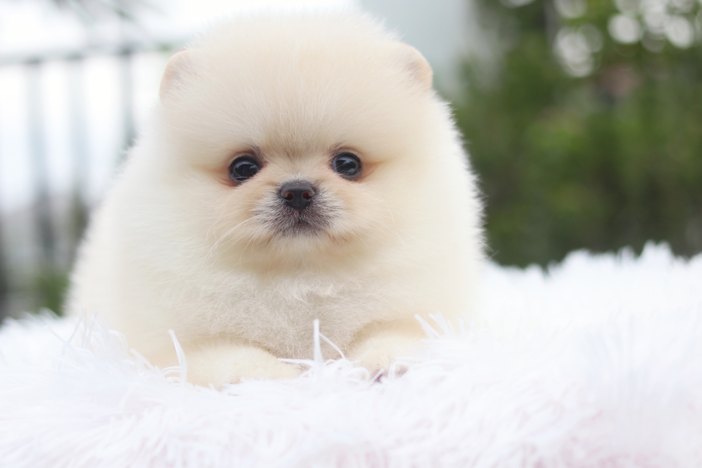 ปอมเมอเรเนียน เพศผู้ สีขาวครีมเกรดโชว์ พร้อมใบเพ็ดดีกรีเต็มใบ