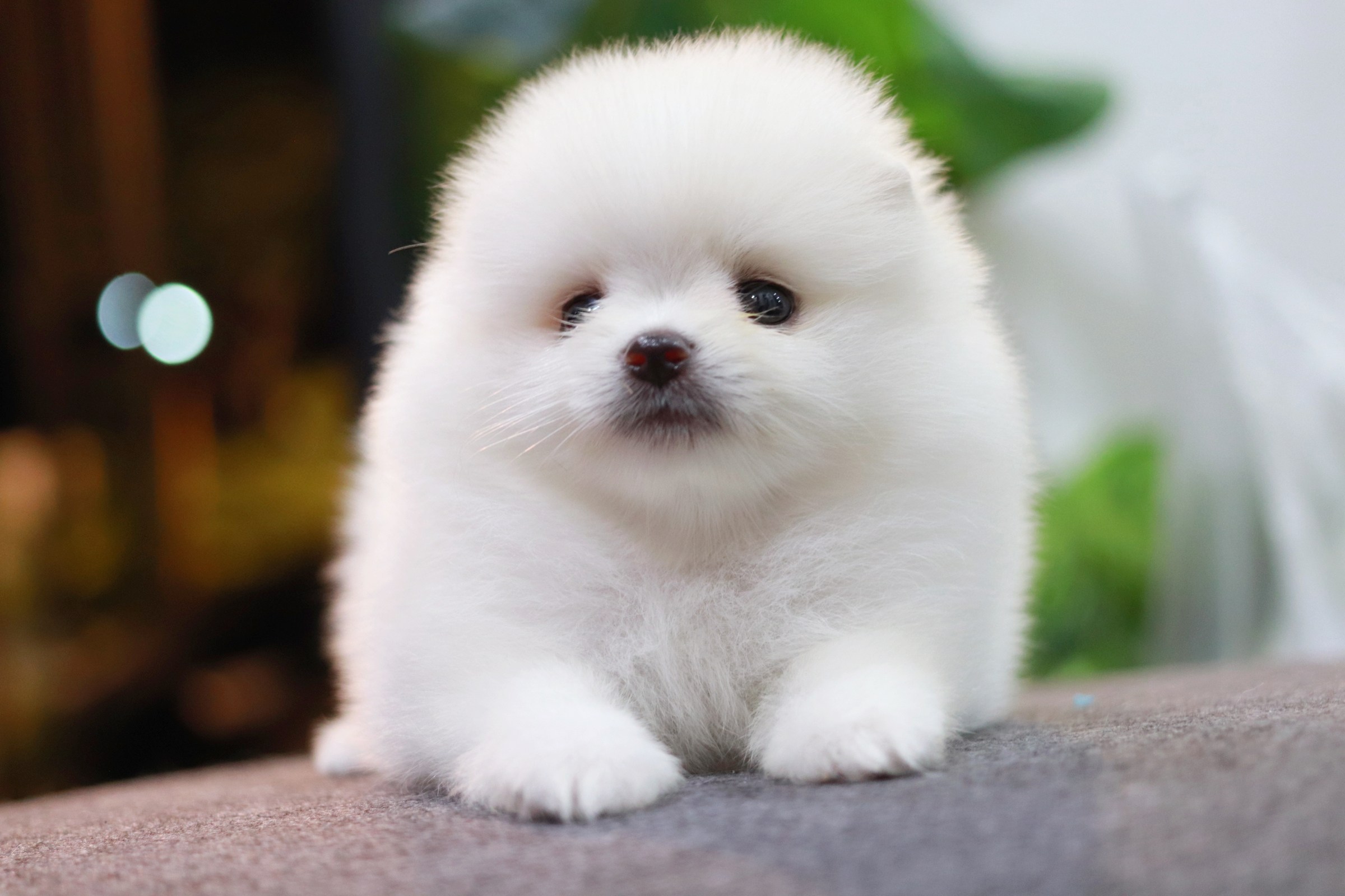 ปอมเมอเรเนียน เพศเมีย