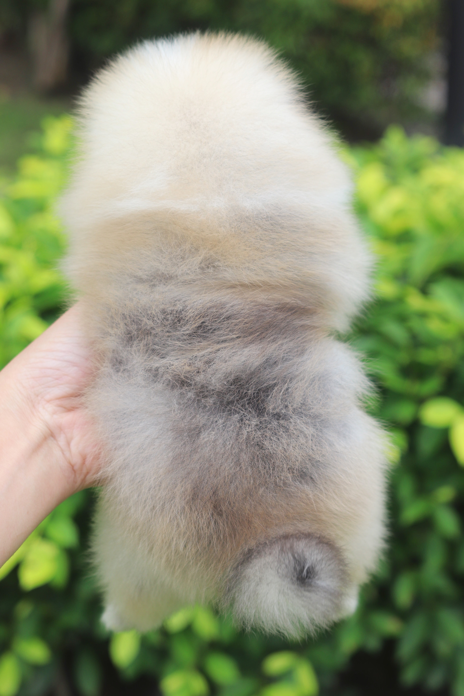 ปอมเมอเรเนียน เพศผู้ สีส้ม เกรดโชว์