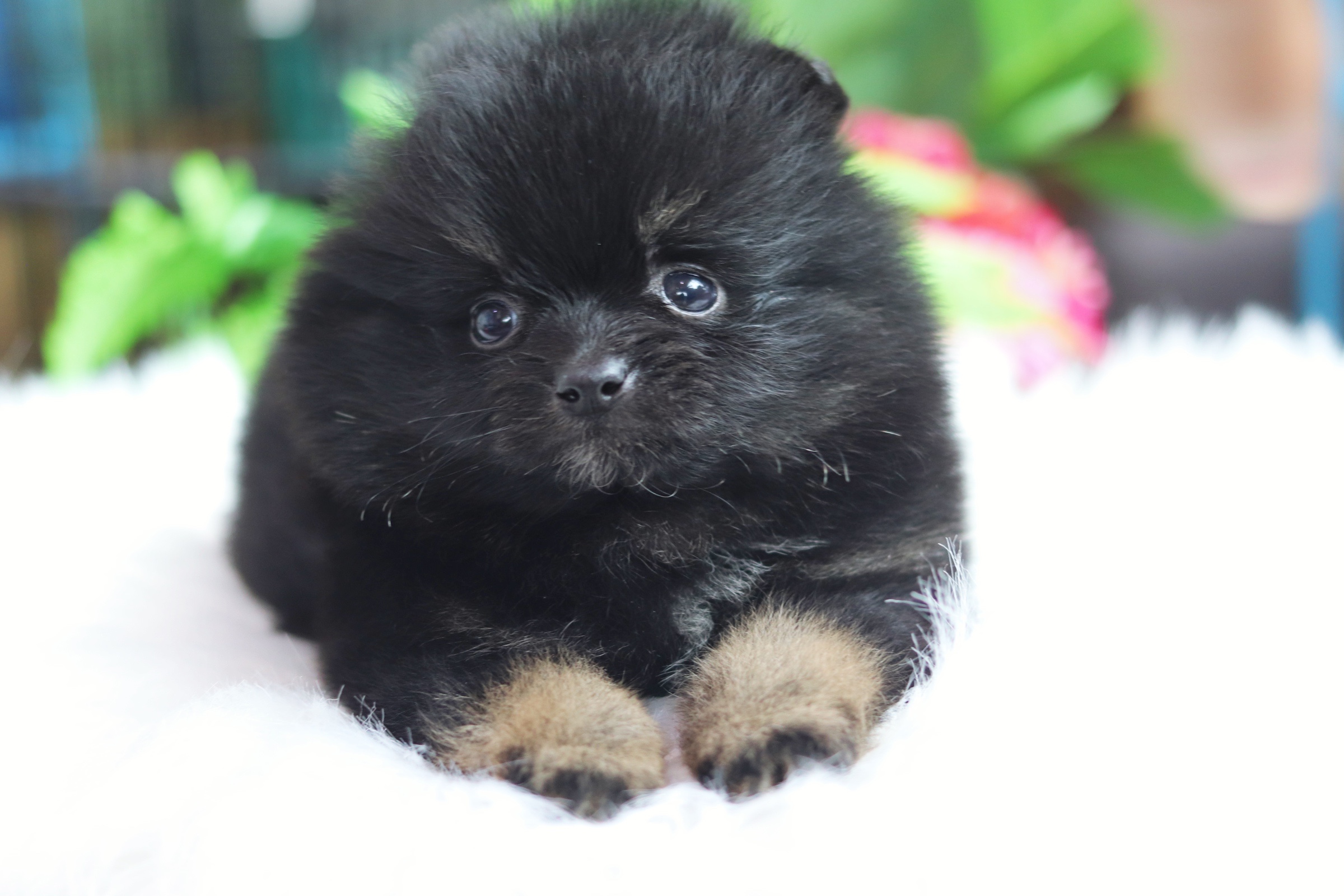 ปอมเมอเรเนียน เพศผู้ สีแบล็คแทน