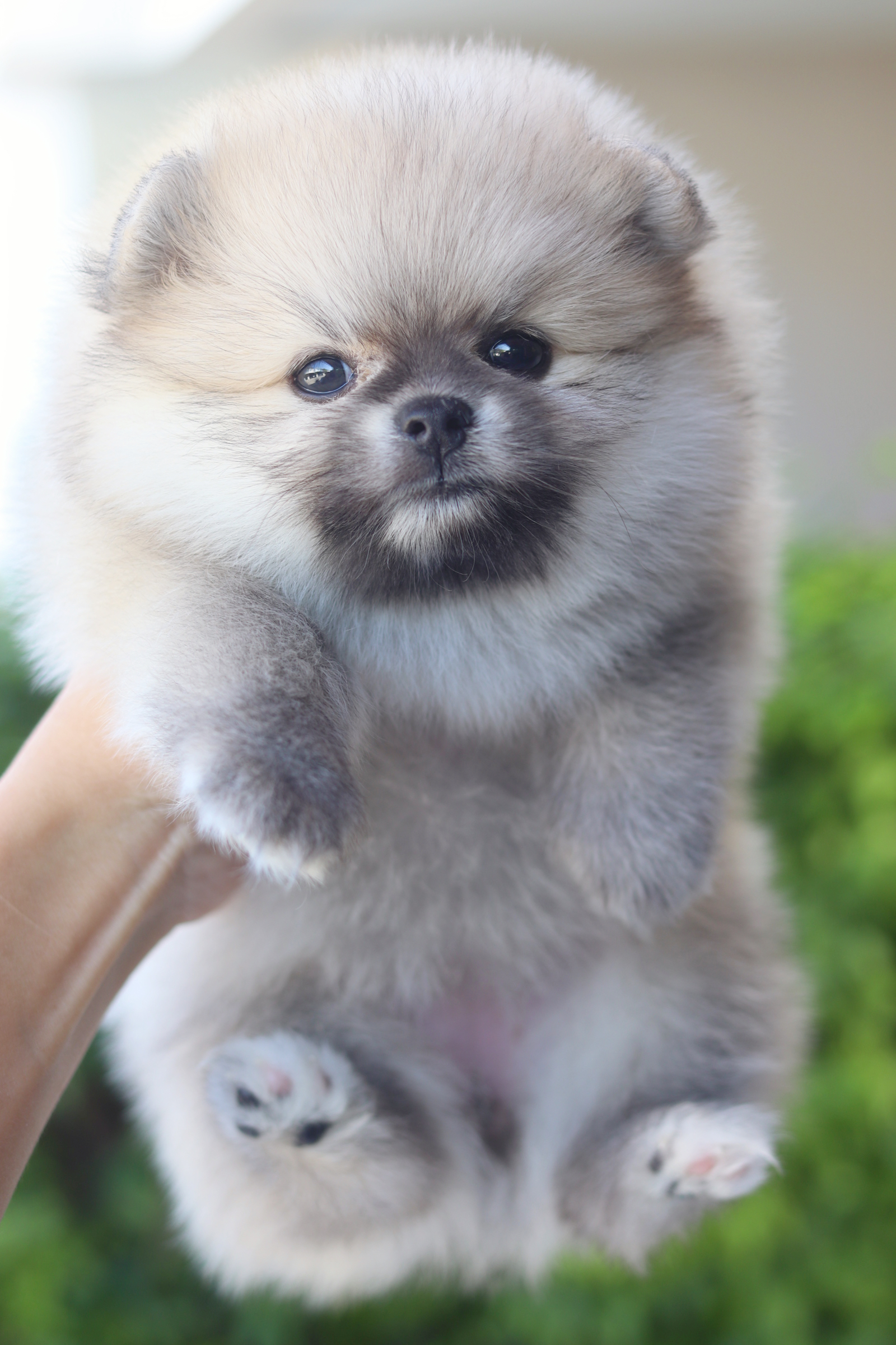 ปอมเมอเรเนียน เพศเมียสีส้ม