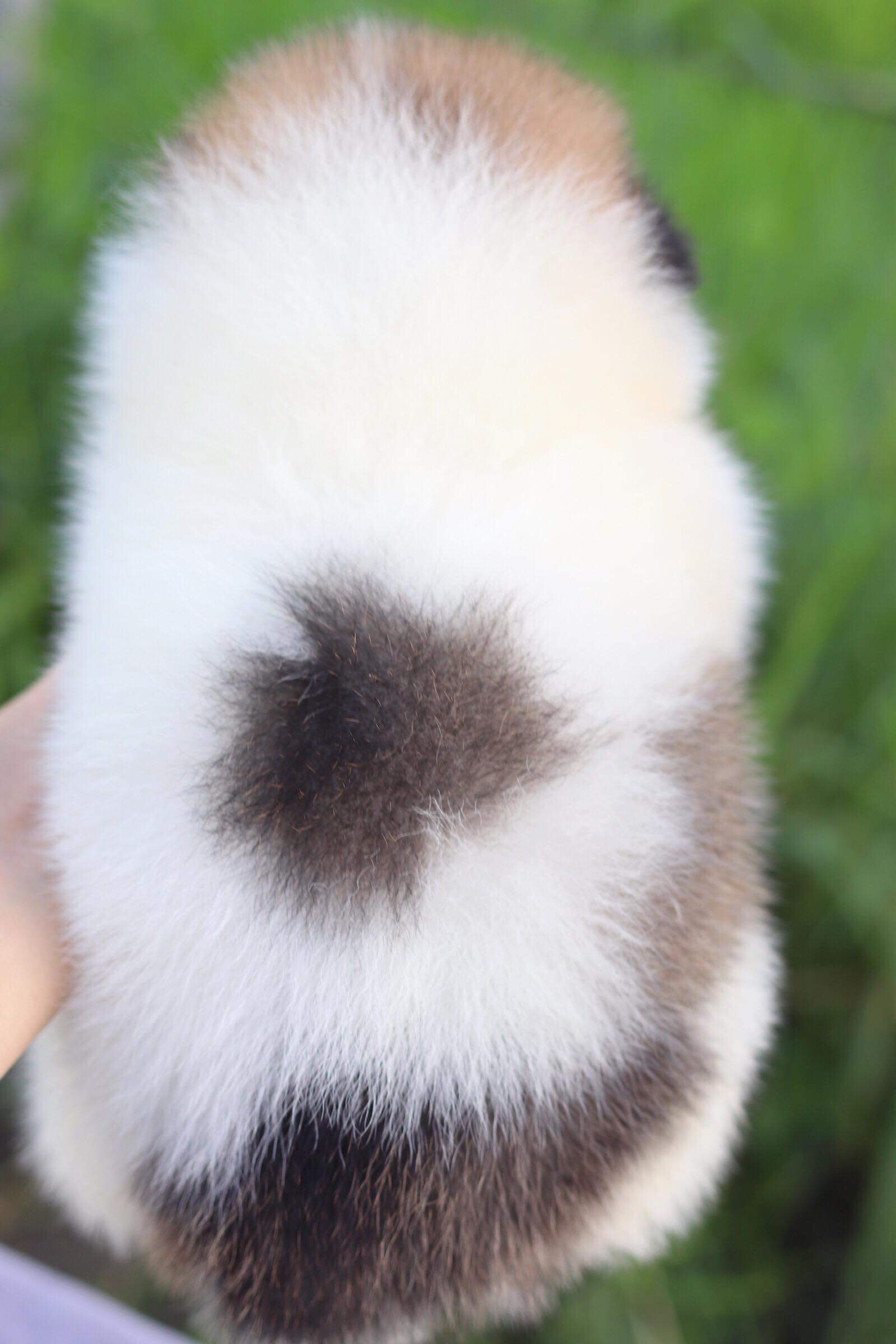 ปอมเมอเรเนียน เพศผู้