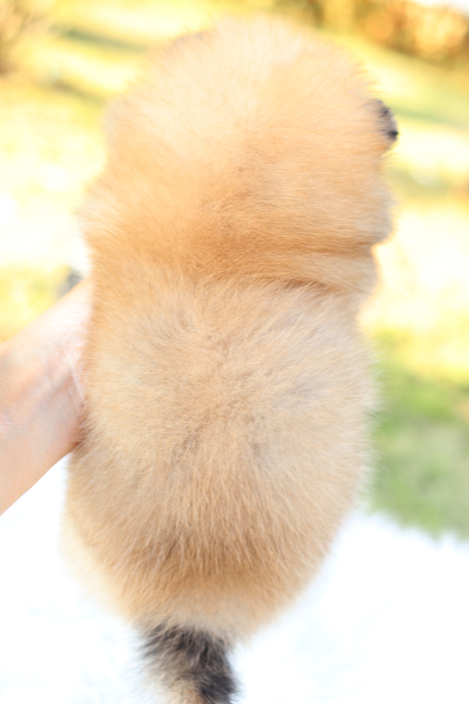 ปอมเมอเรเนียน เพศเมีย สีส้ม มีถุงเท้า