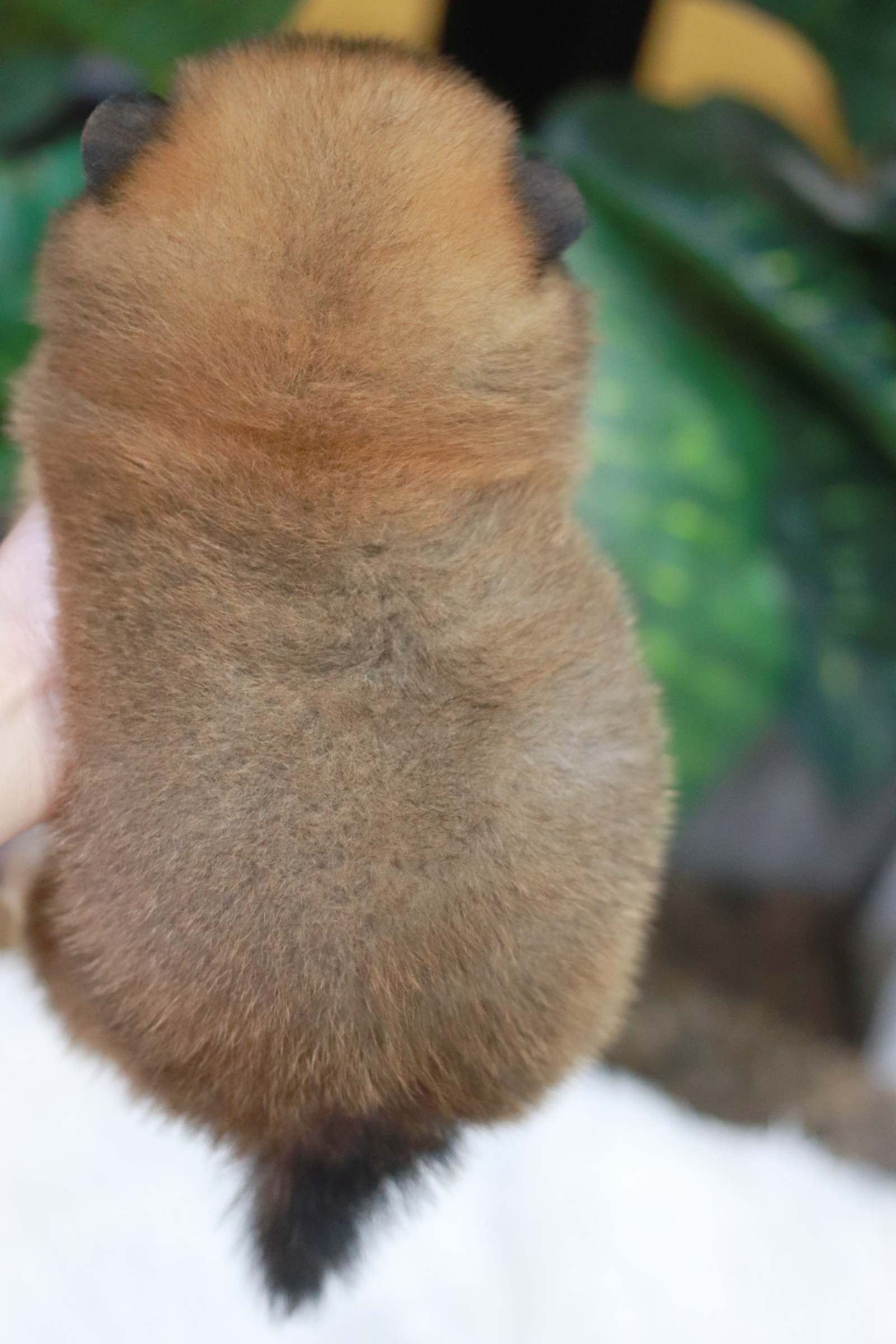 ปอมเมอเรเนียน เพศเมีย ไซส์ปกติ