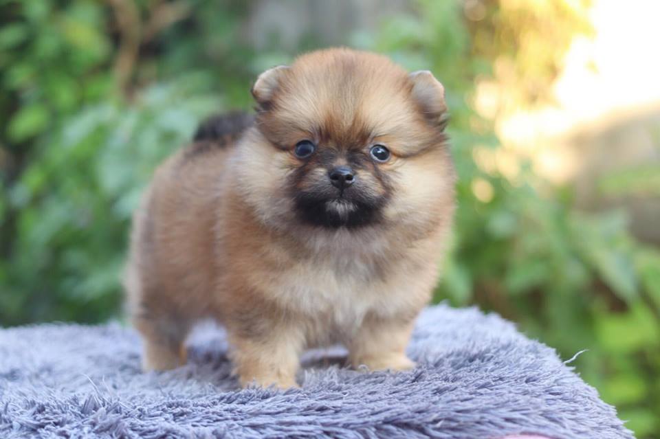 ปอมเมอเรเนียน เพศเมีย