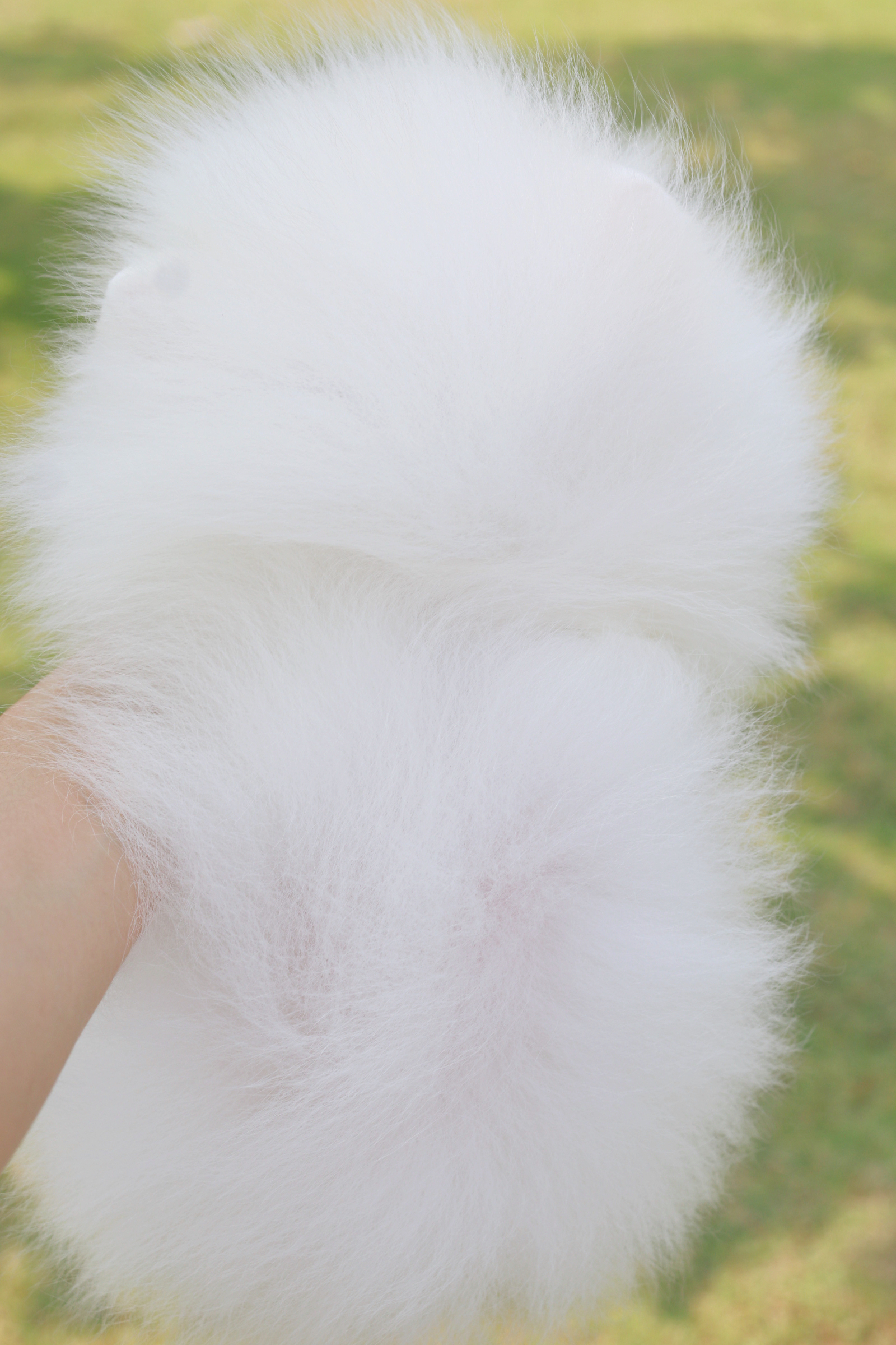 ปอมเมอเรเนียน เพศผู้สีขาวเกรดโชว์