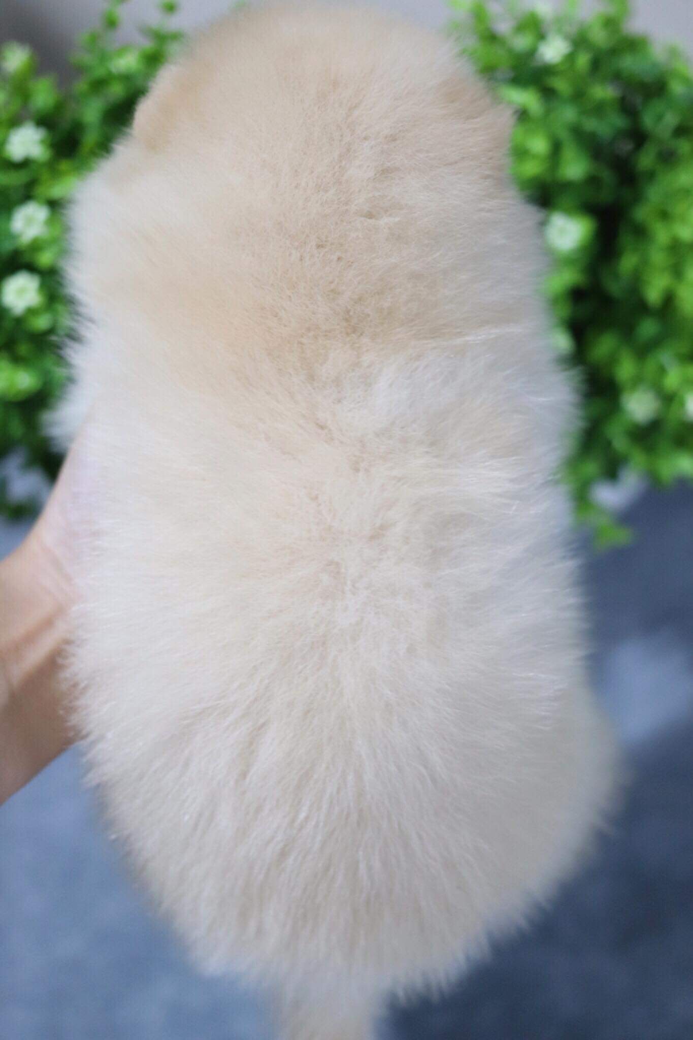 ปอมเมอเรเนียน เพศผู้