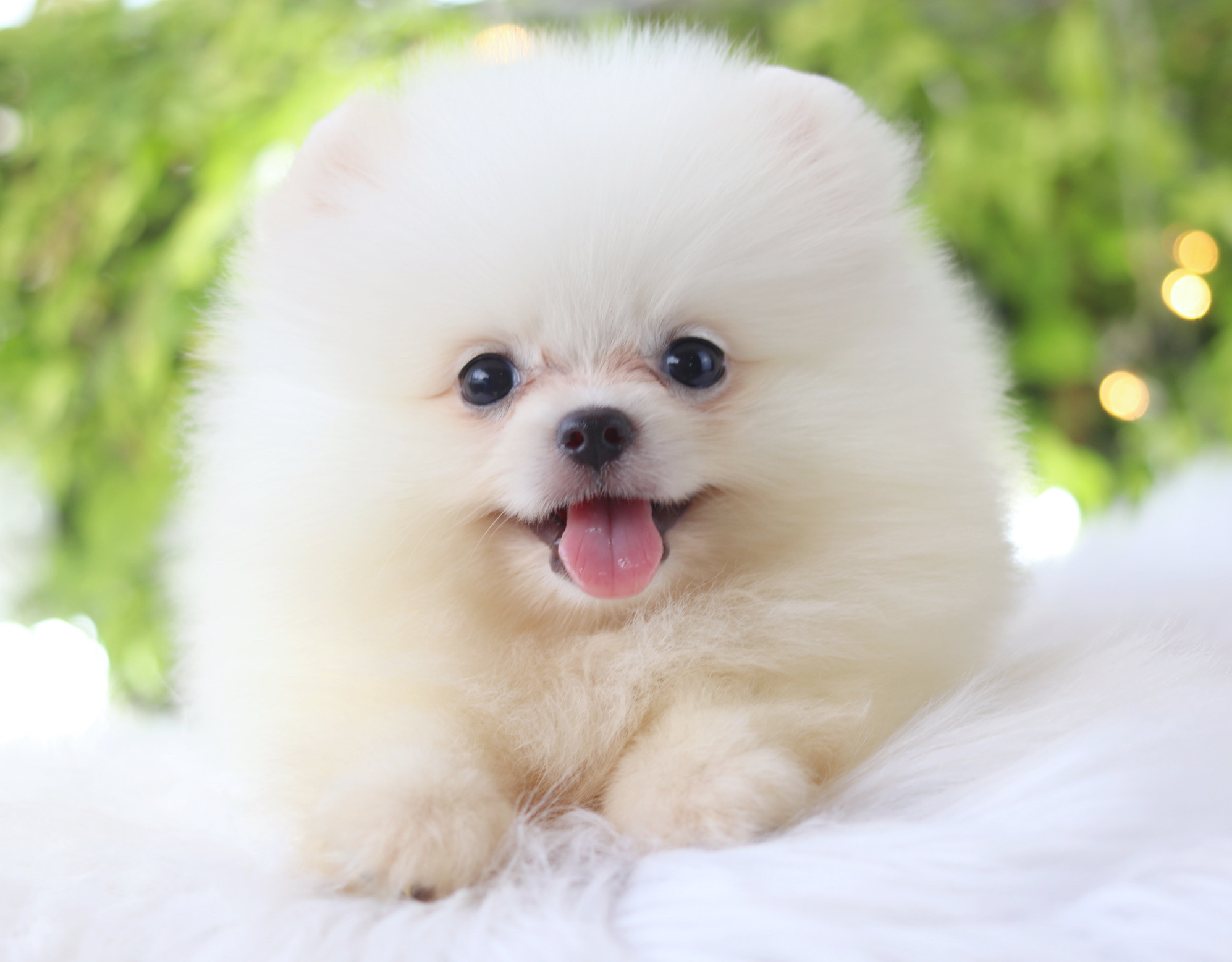 ปอมเมอเรเนียน เพศเมียสีขาวครีม