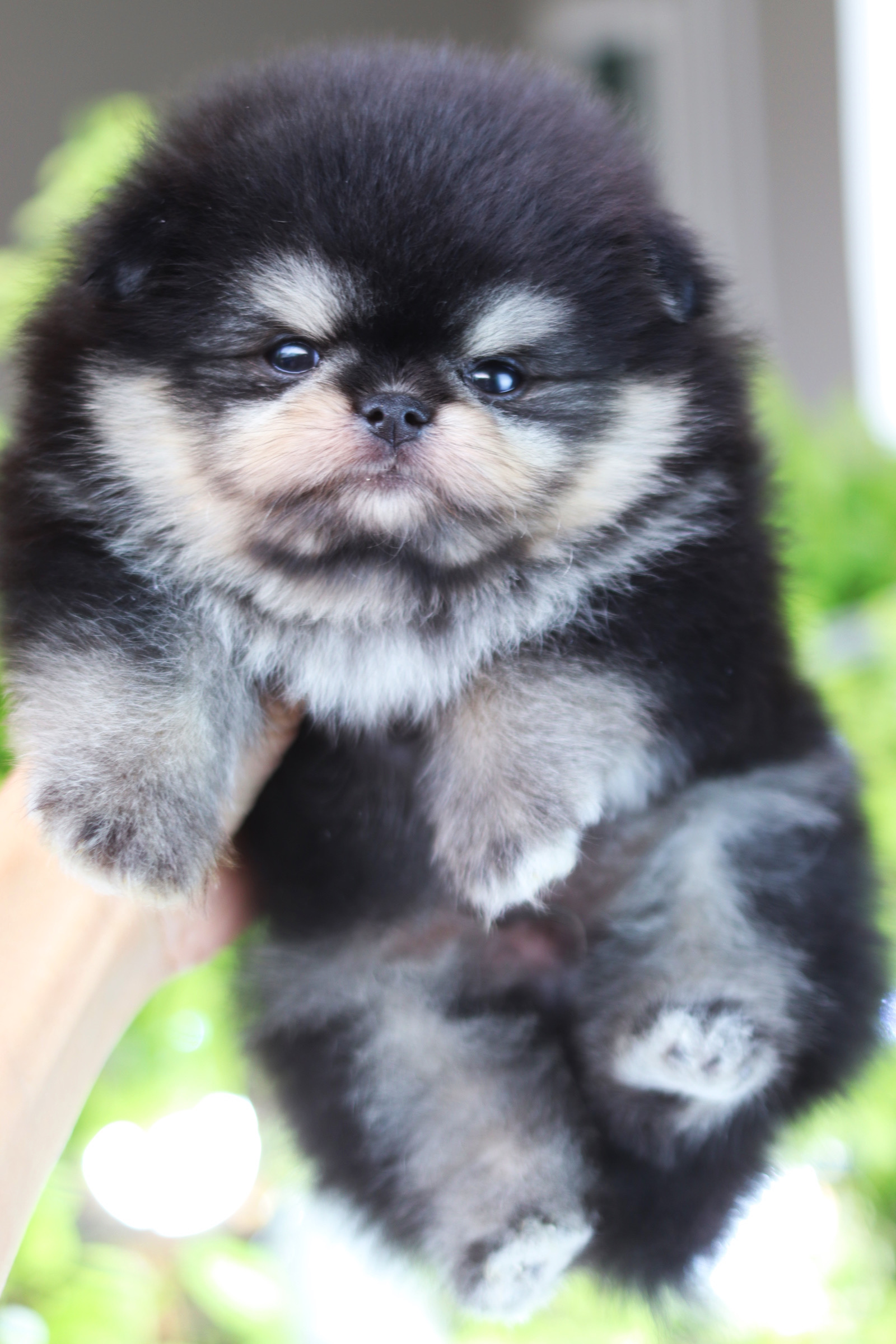 ปอมเมอเรเนียน เพศผู้ สีแบล็คแทน เกรดโชว์