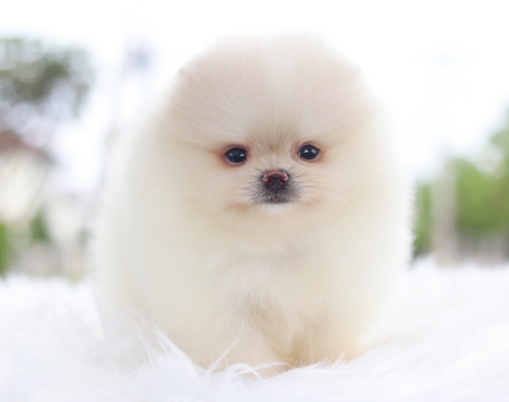 ปอมเมอเรเนียน เพศผู้สีขาวครีม