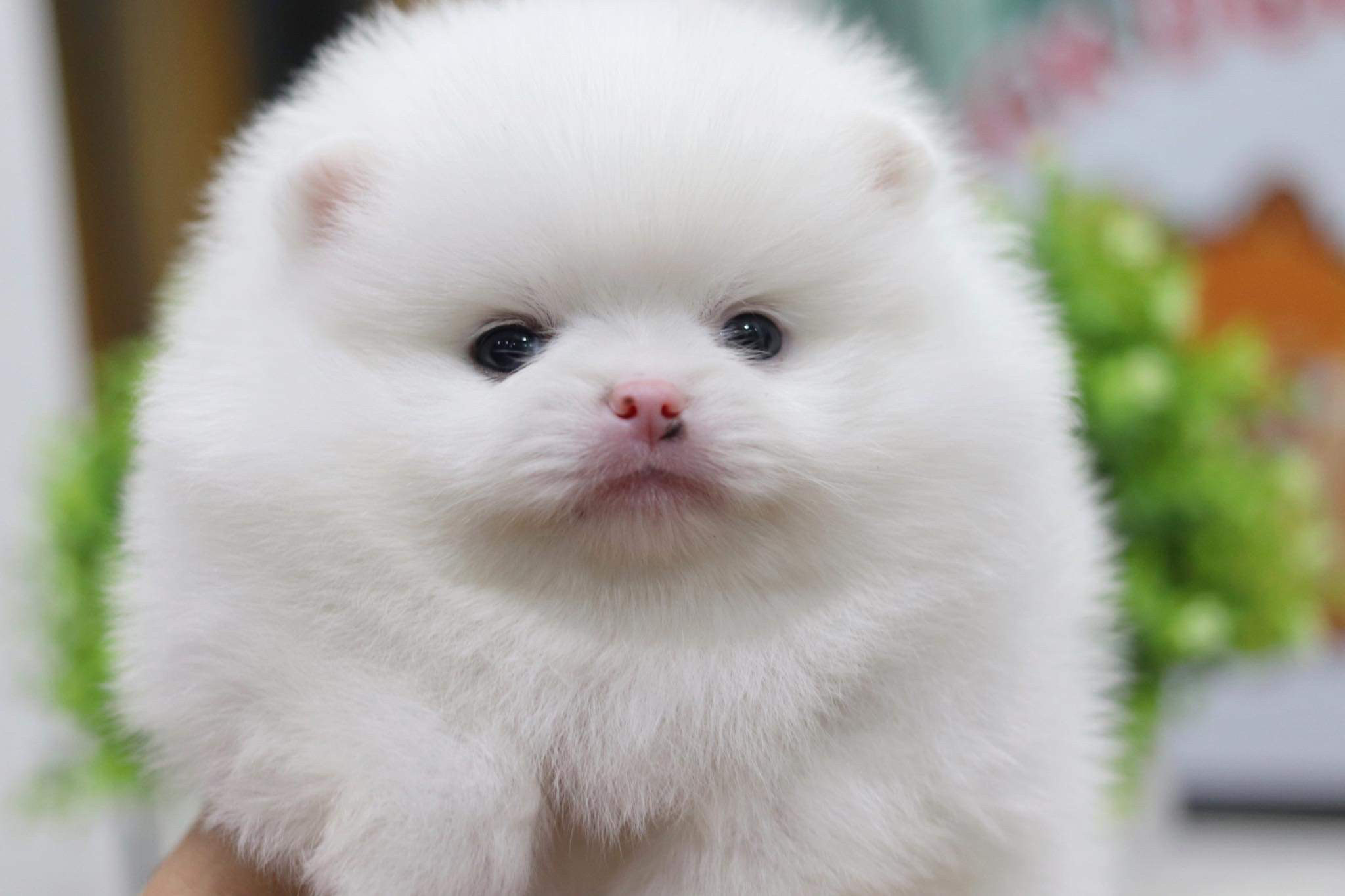 ปอมเมอเรเนียน เพศผู้