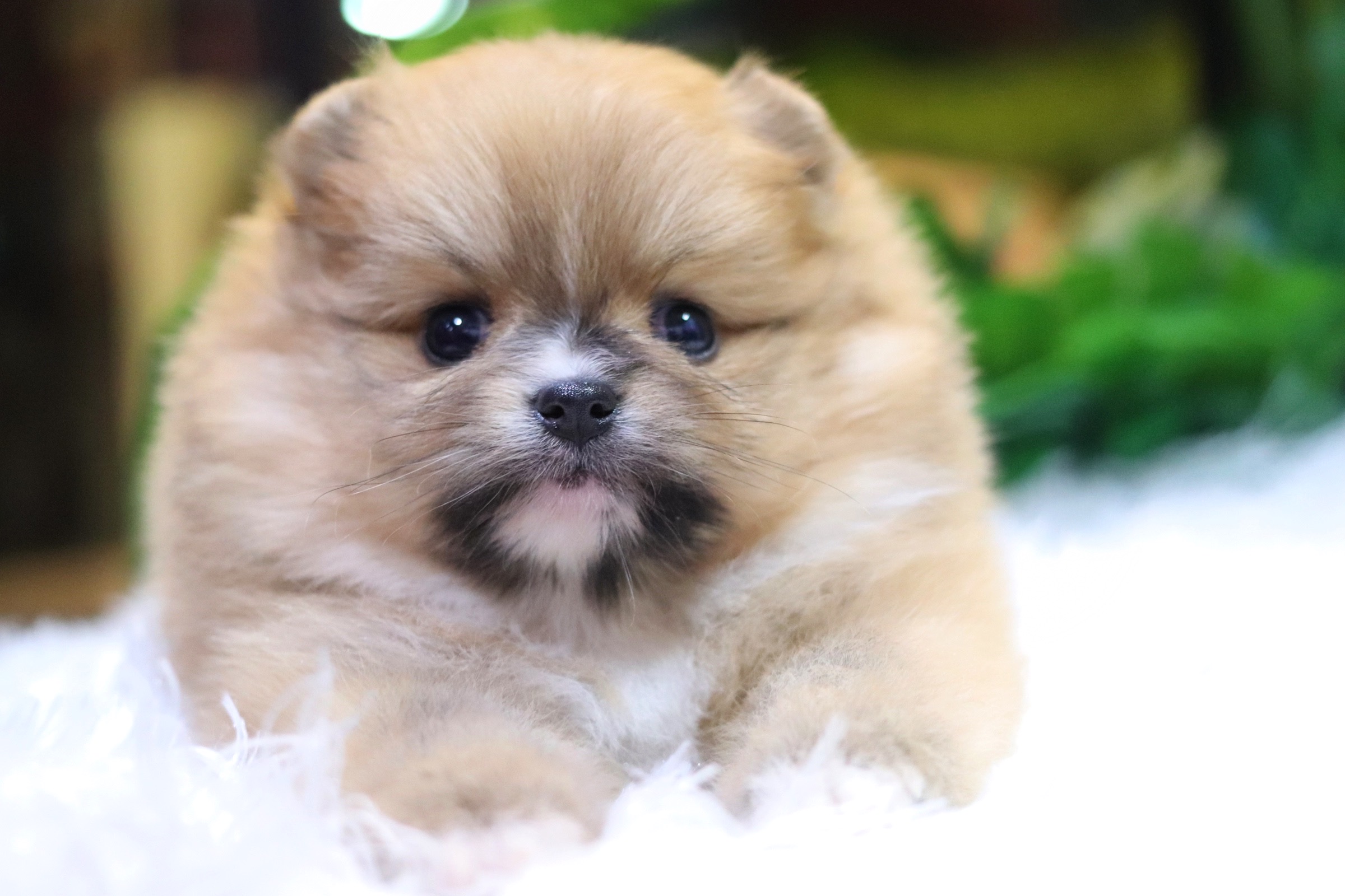 ปอมเมอเรเนียน เพศเมียสีส้ม