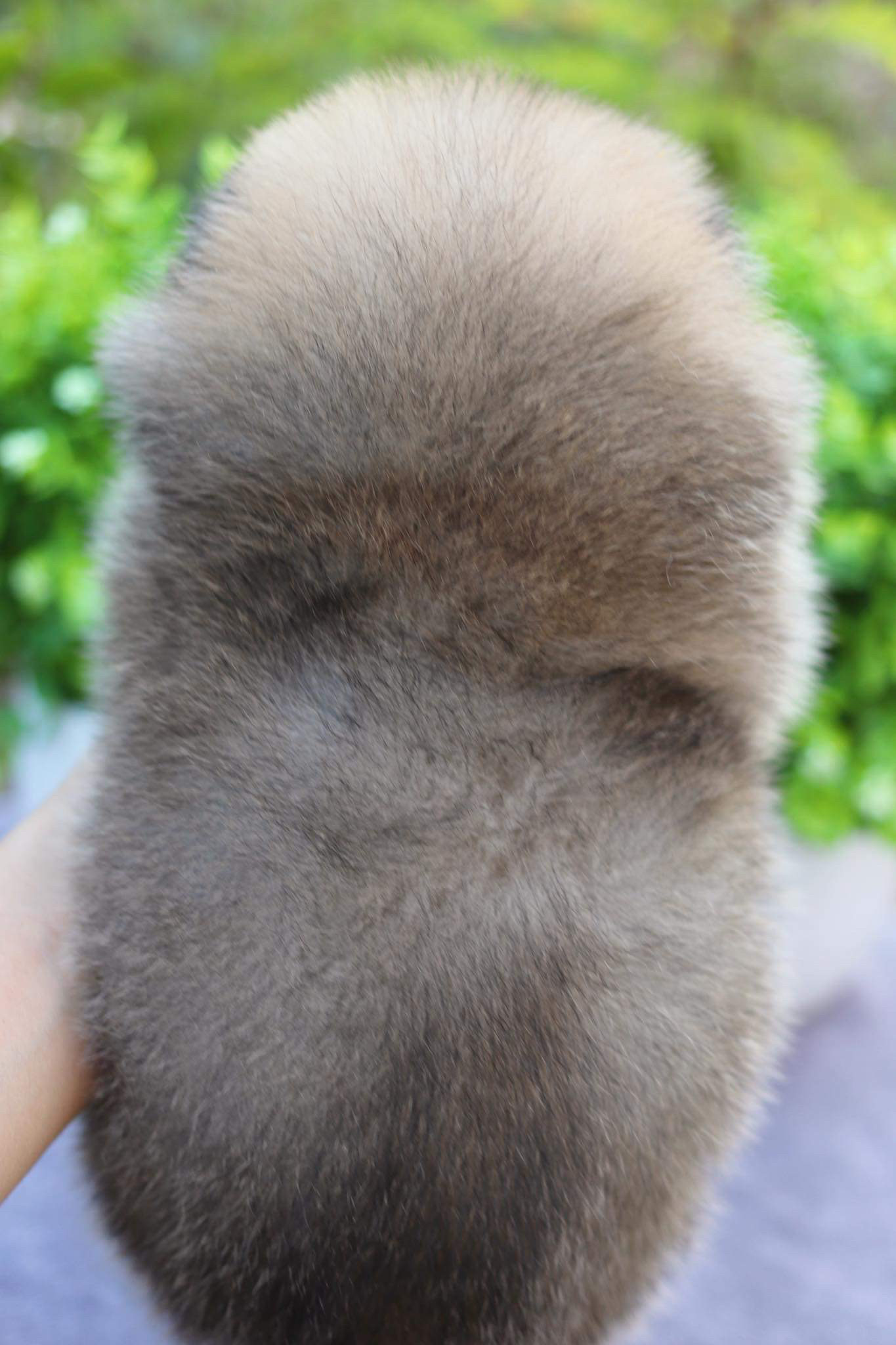 ปอมเมอเรเนียน เพศผู้