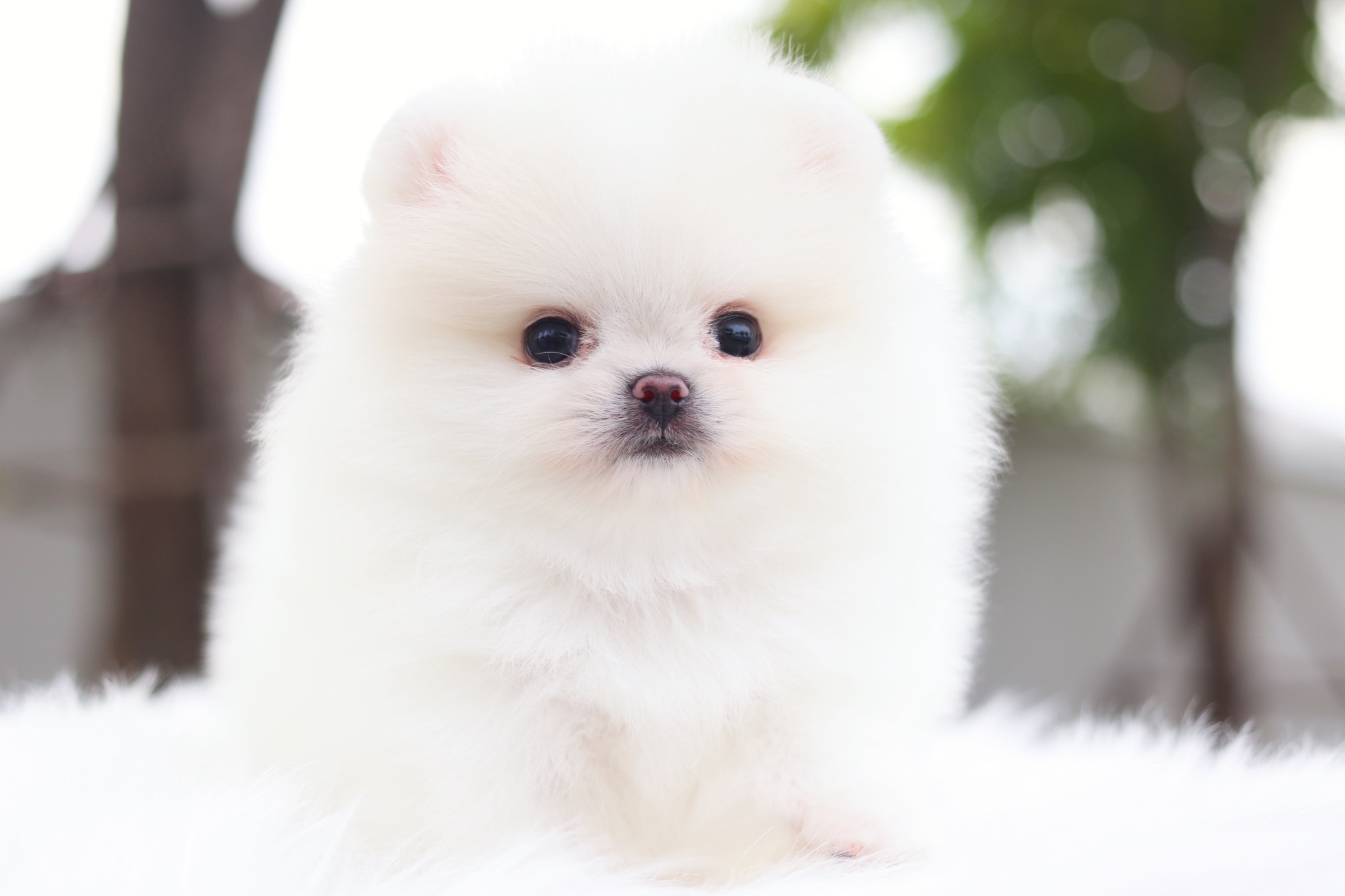 ปอมเมอเรเนียน เพศผู้ สีขาวครีมเกรดโชว์ไซส์เล็ก