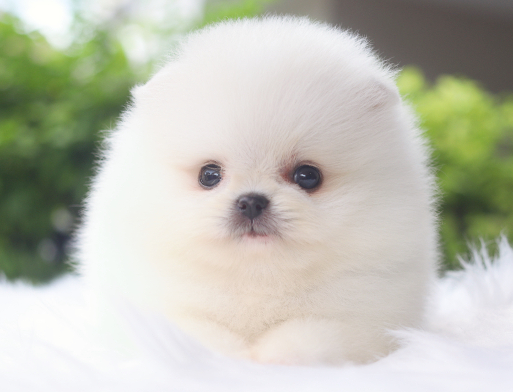 ปอมเมอเรเนียน เพศผู้สีขาวครีมเกรดโชว์