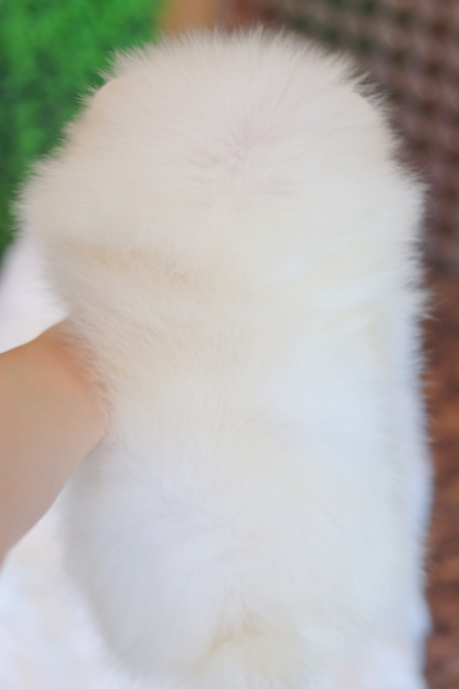 ปอมเมอเรเนียน เพศผู้สีครีม