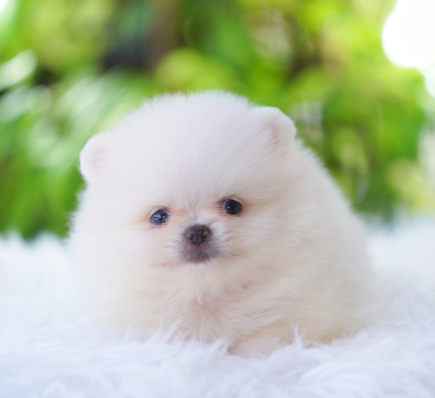 ปอมเมอเรเนียน เพศเมียสีขาวครีม เกรดโชว์