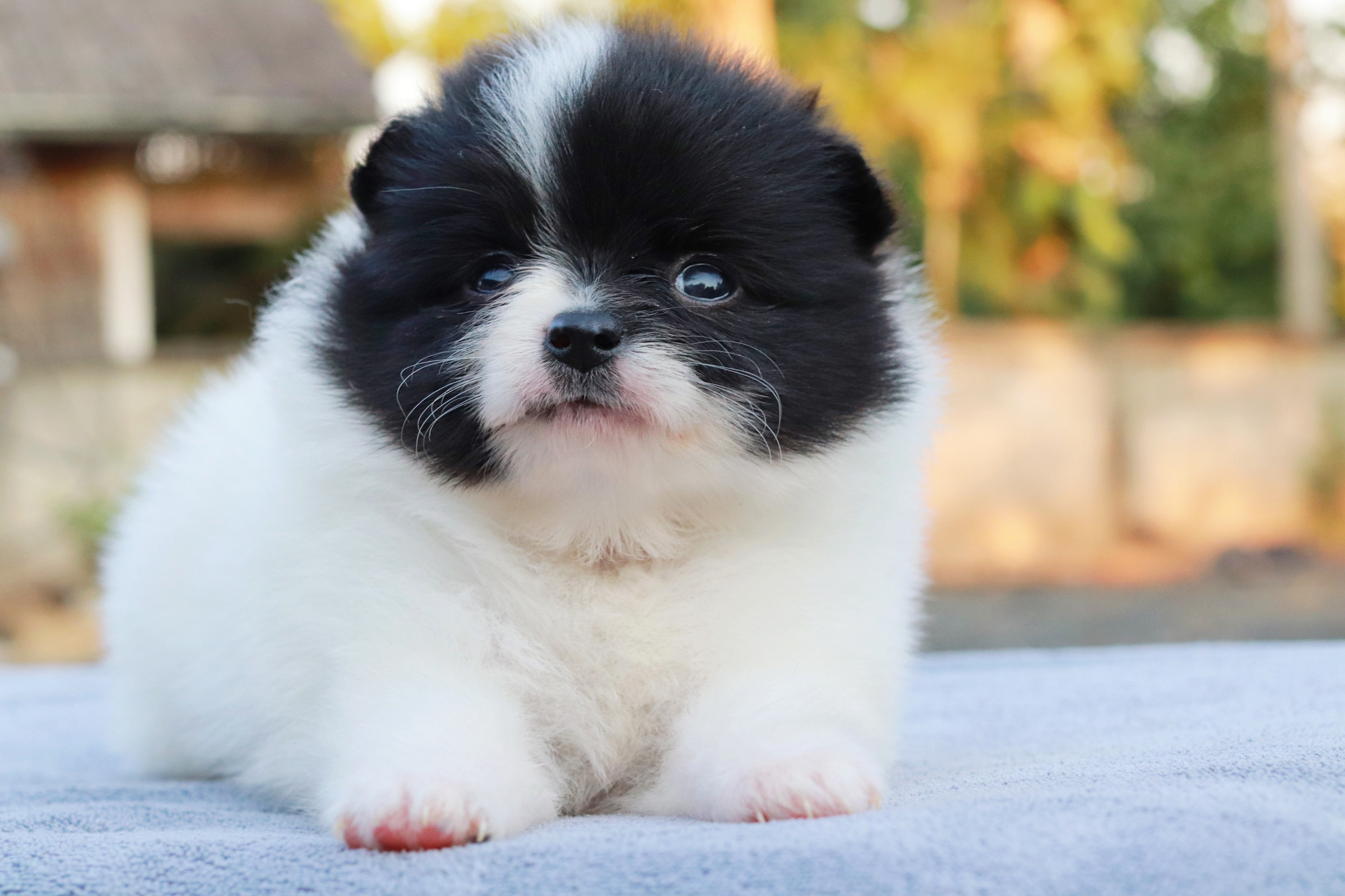 ปอมเมอเรเนียน เพศเมีย