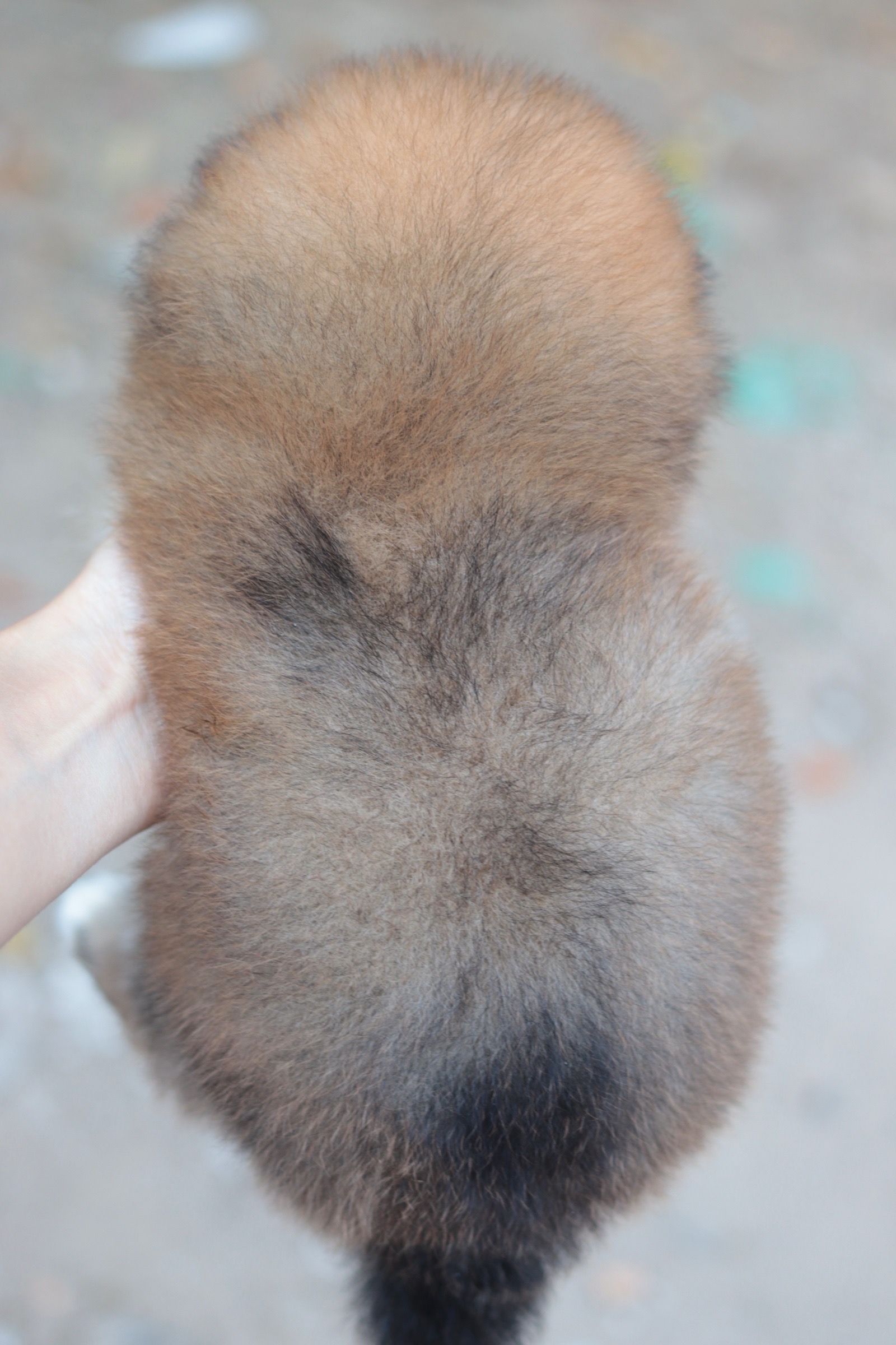 ปอมเมอเรเนียน เพศเมียสีส้ม หน้าฟ็อก