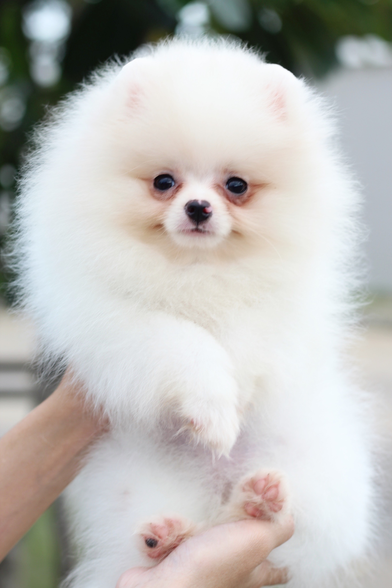 ปอมเมอเรเนียน เพศเมียสีขาวครีม