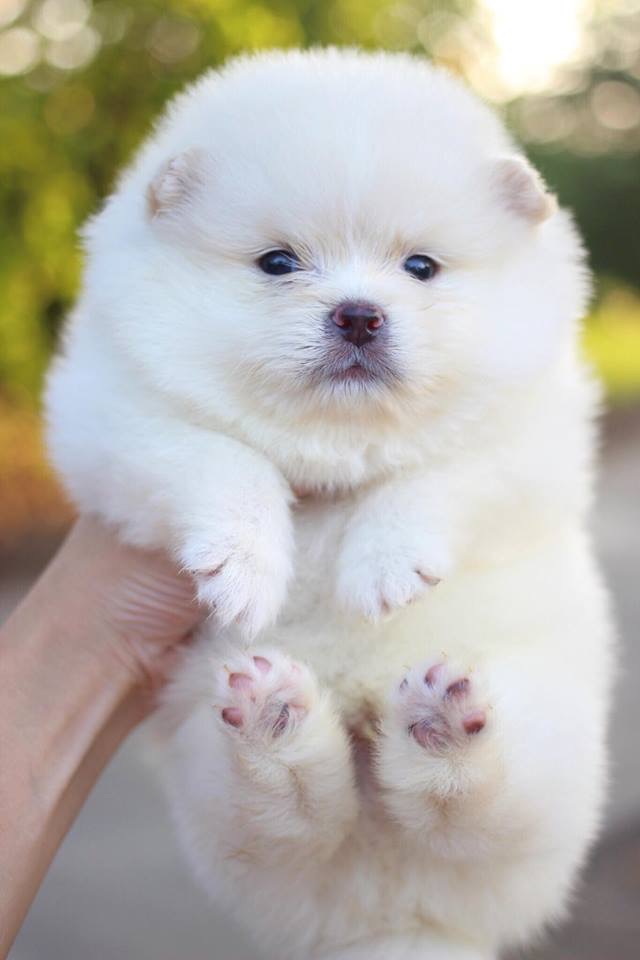 ปอทเมอเรเนียน เพศผู้