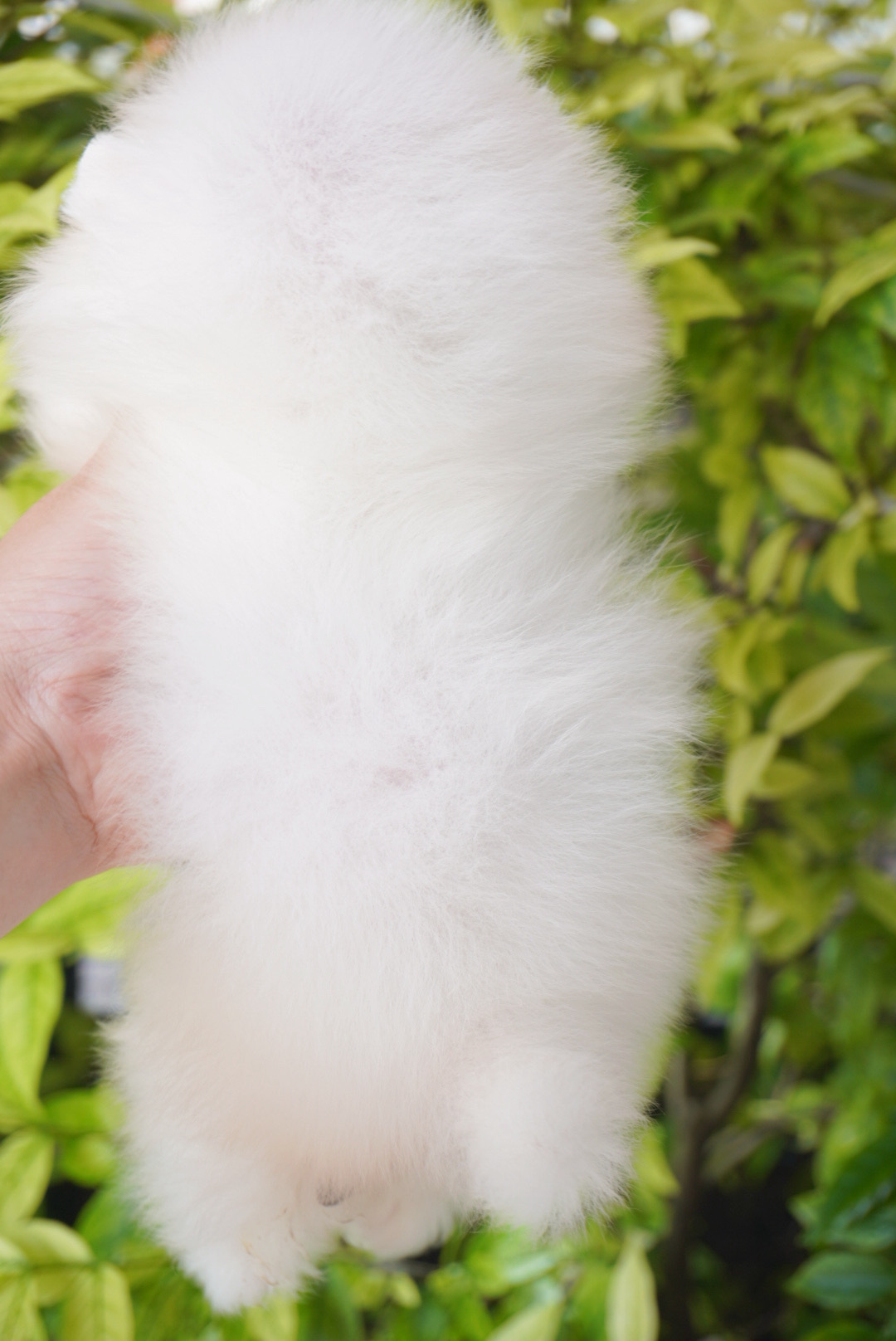 ปอมเมอเรเนียน เพศเมียสีขาวเกรดโชว์