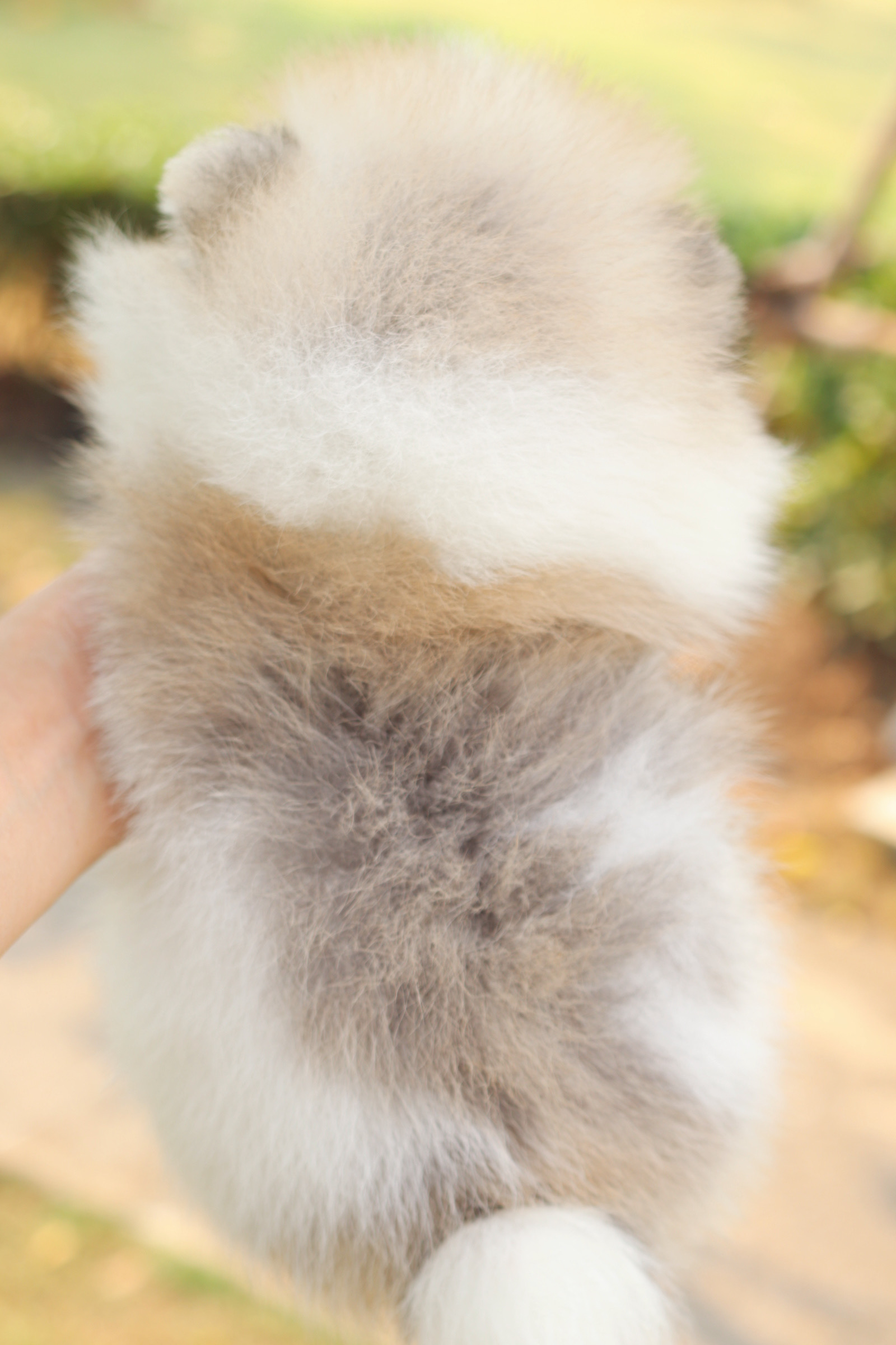 ปอมเมอเรเนียน เพศเมียสีแฟนซี เกรดโชว์