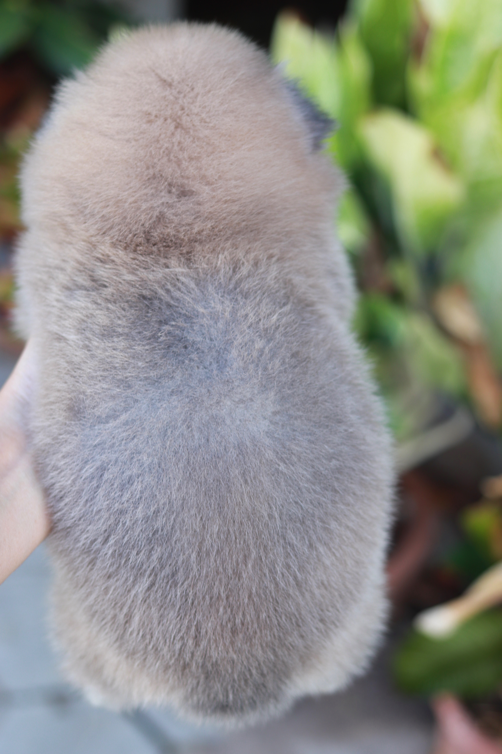 ปอมเมอเรเนียน เพศผู้ สีโอวัลติน