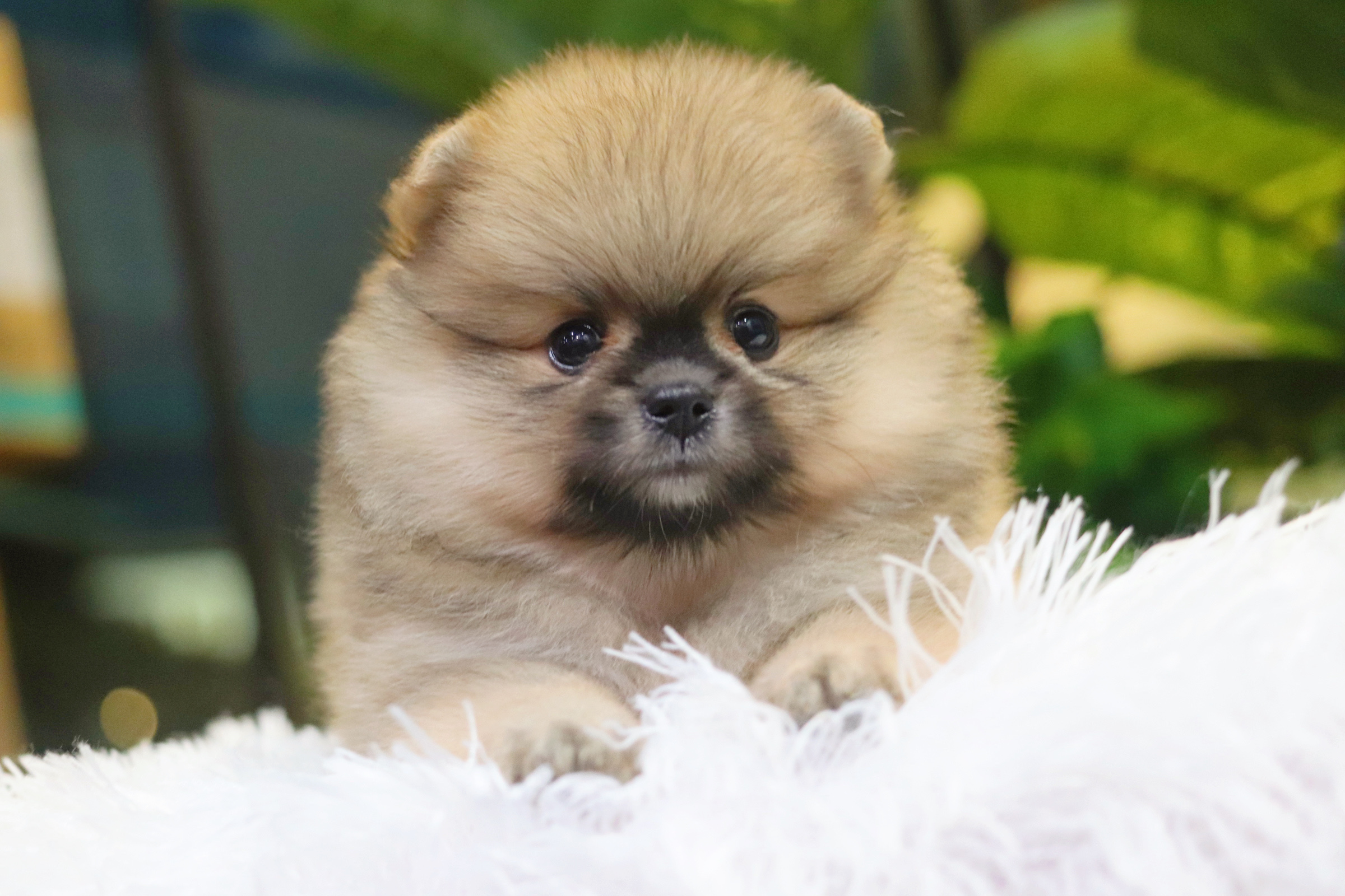 ปอมเมอเรเนียน เพศผู้ สีส้ม