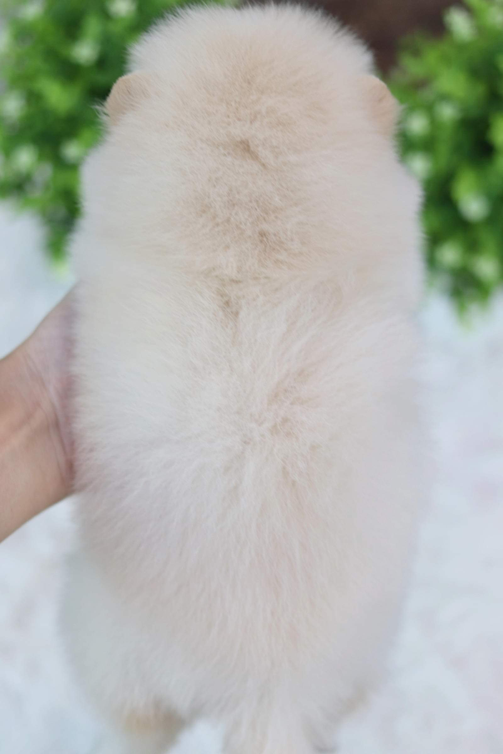 ปอมเมอเรเนียน เพศเมีย