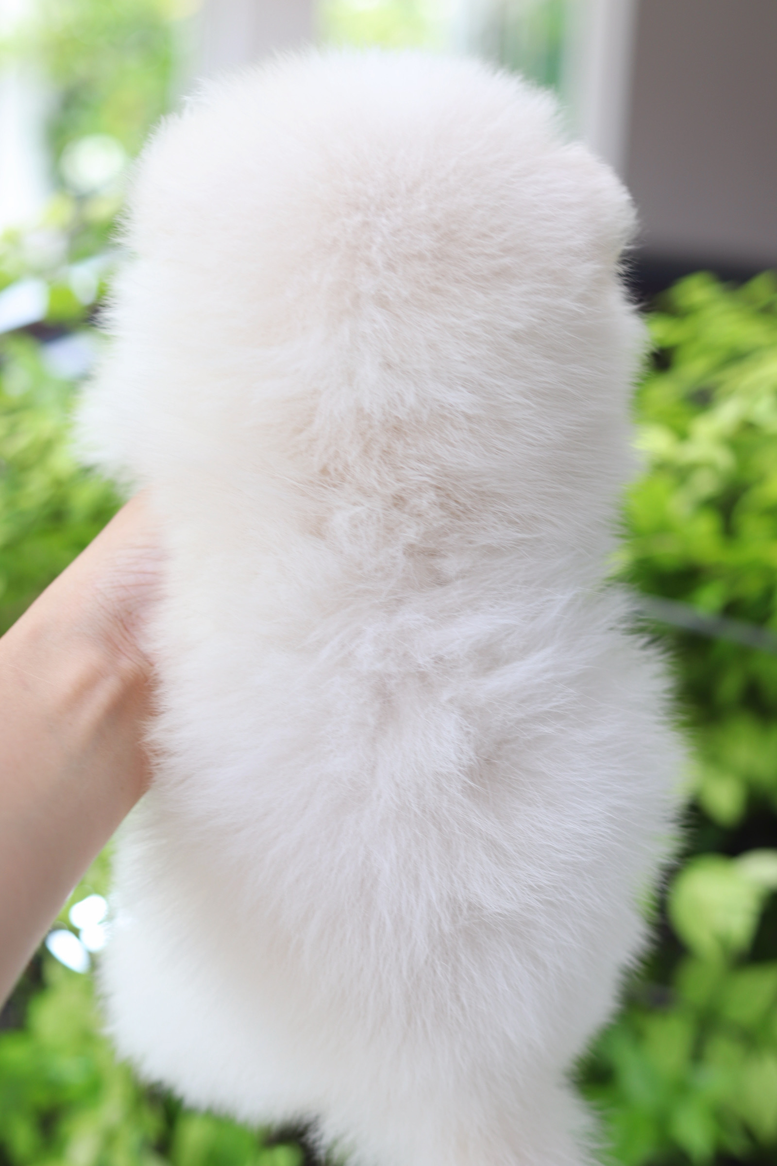 ปอมเมอเรเนียน เพศผู้สีขาวครีม