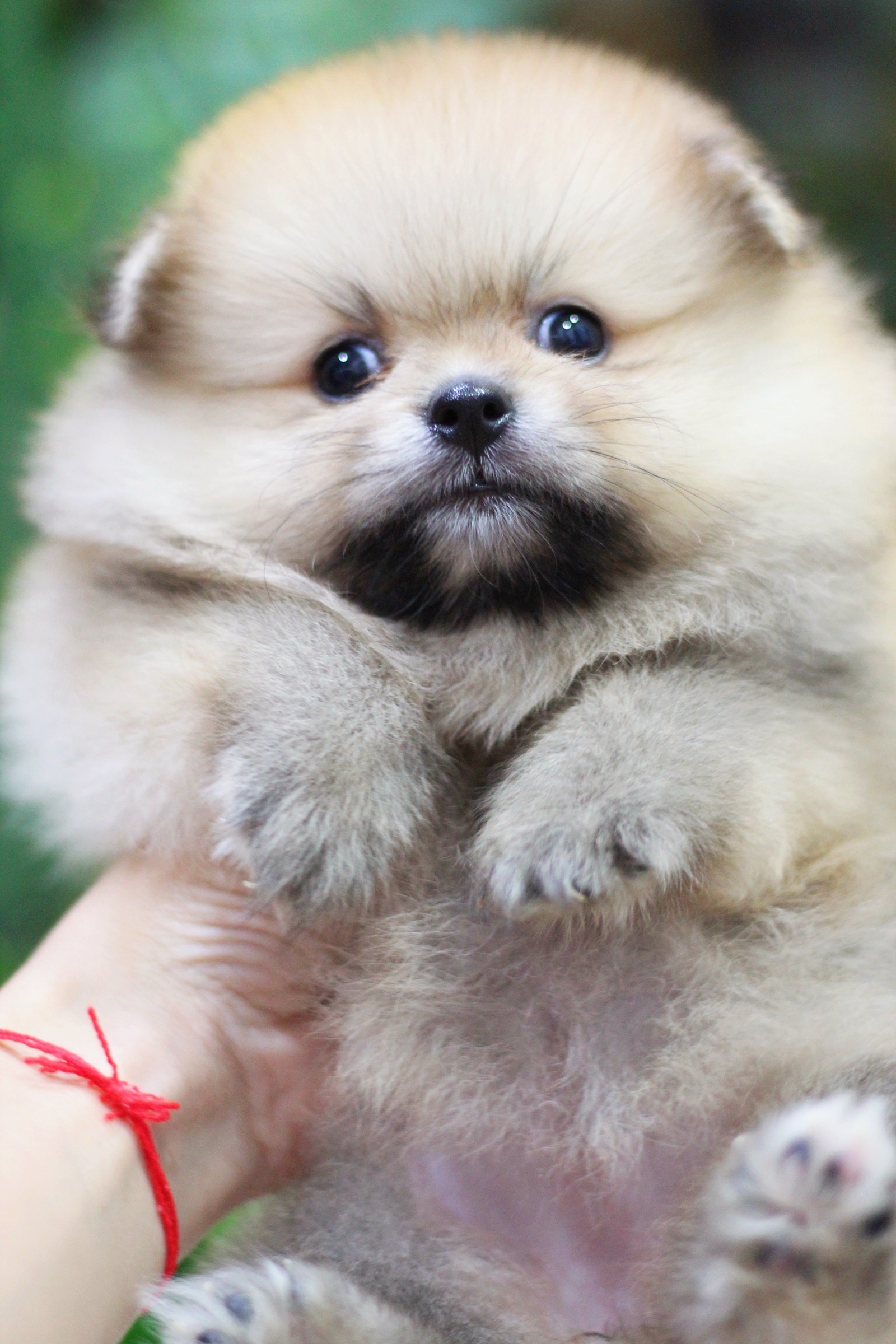 ปอมเมอเรเนียน เพศเมียสีส้ม