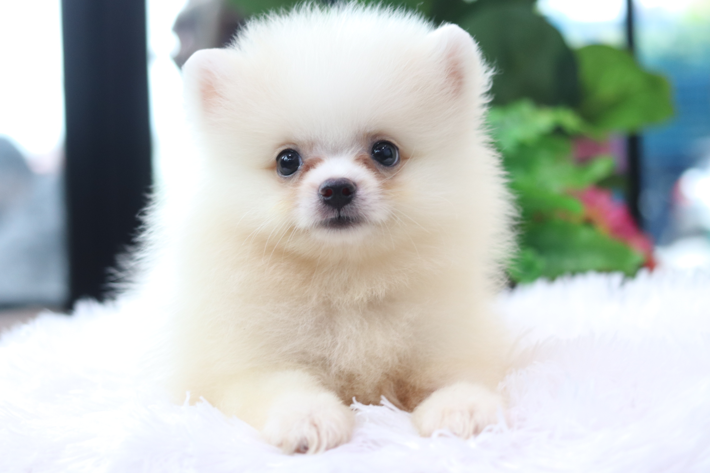 ปอมเมอเรเนียน เพศผู้ขาวครีม